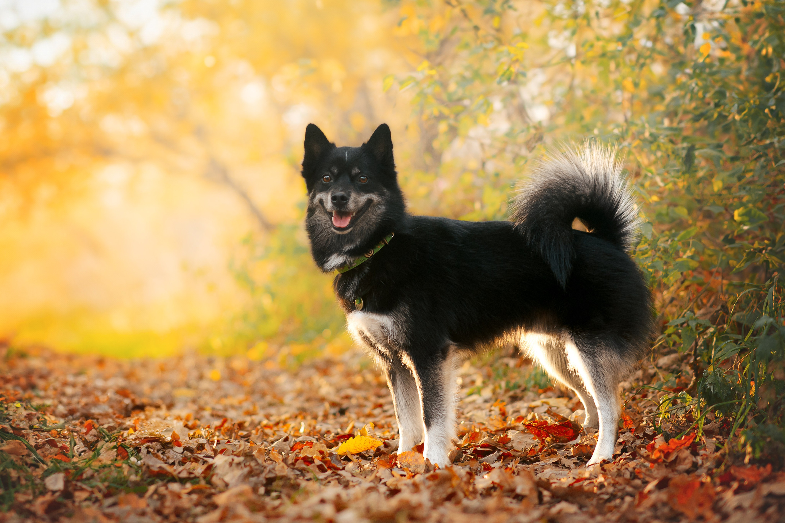 Максим, Надя, Рой и Шелби — 13.10.2024. Фотограф — Анималист | Анна Абрамова