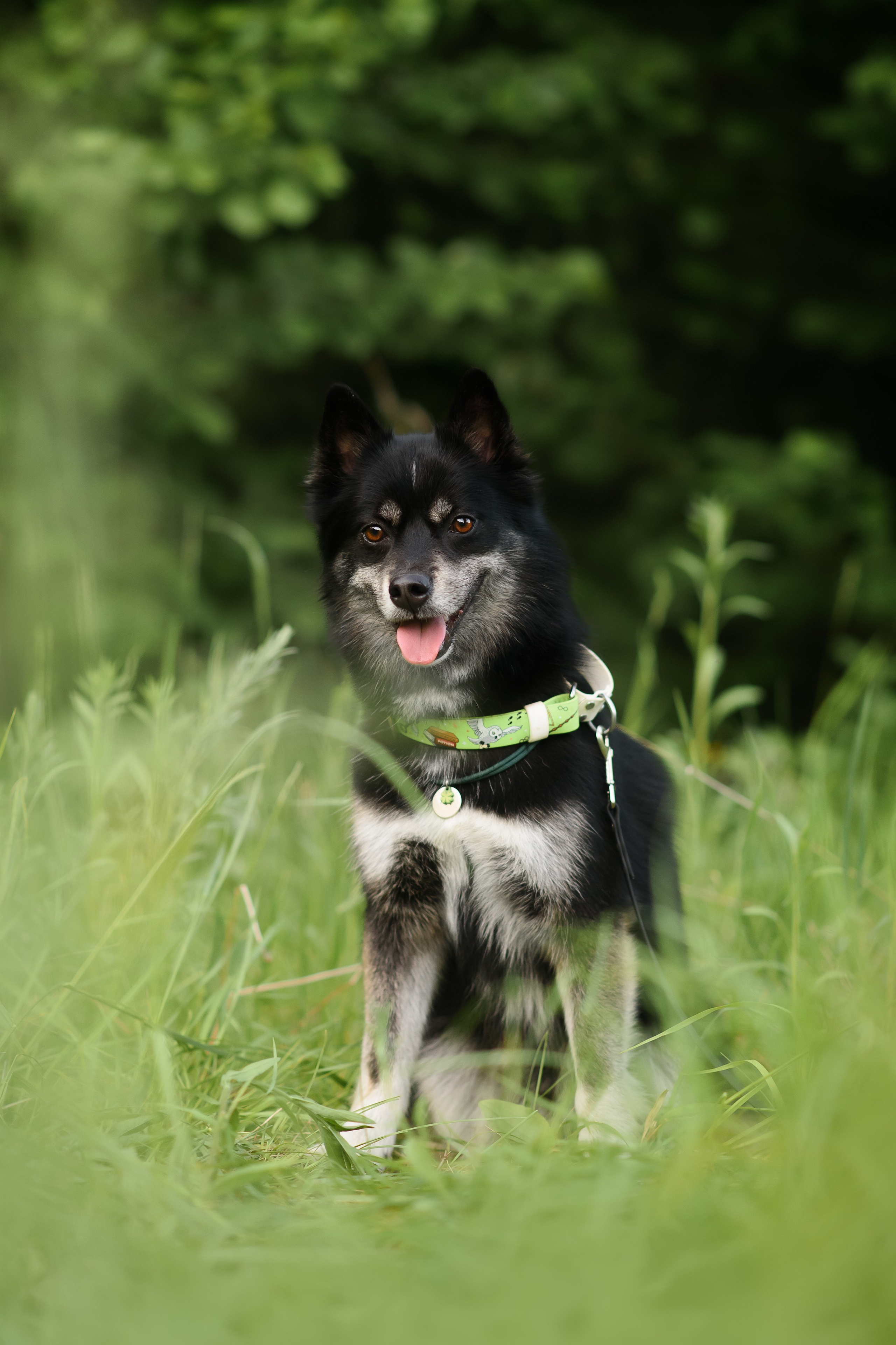 Максим, Надя, Шелби и Рой — 31.05.2025. Фотограф — Анималист | Анна Абрамова