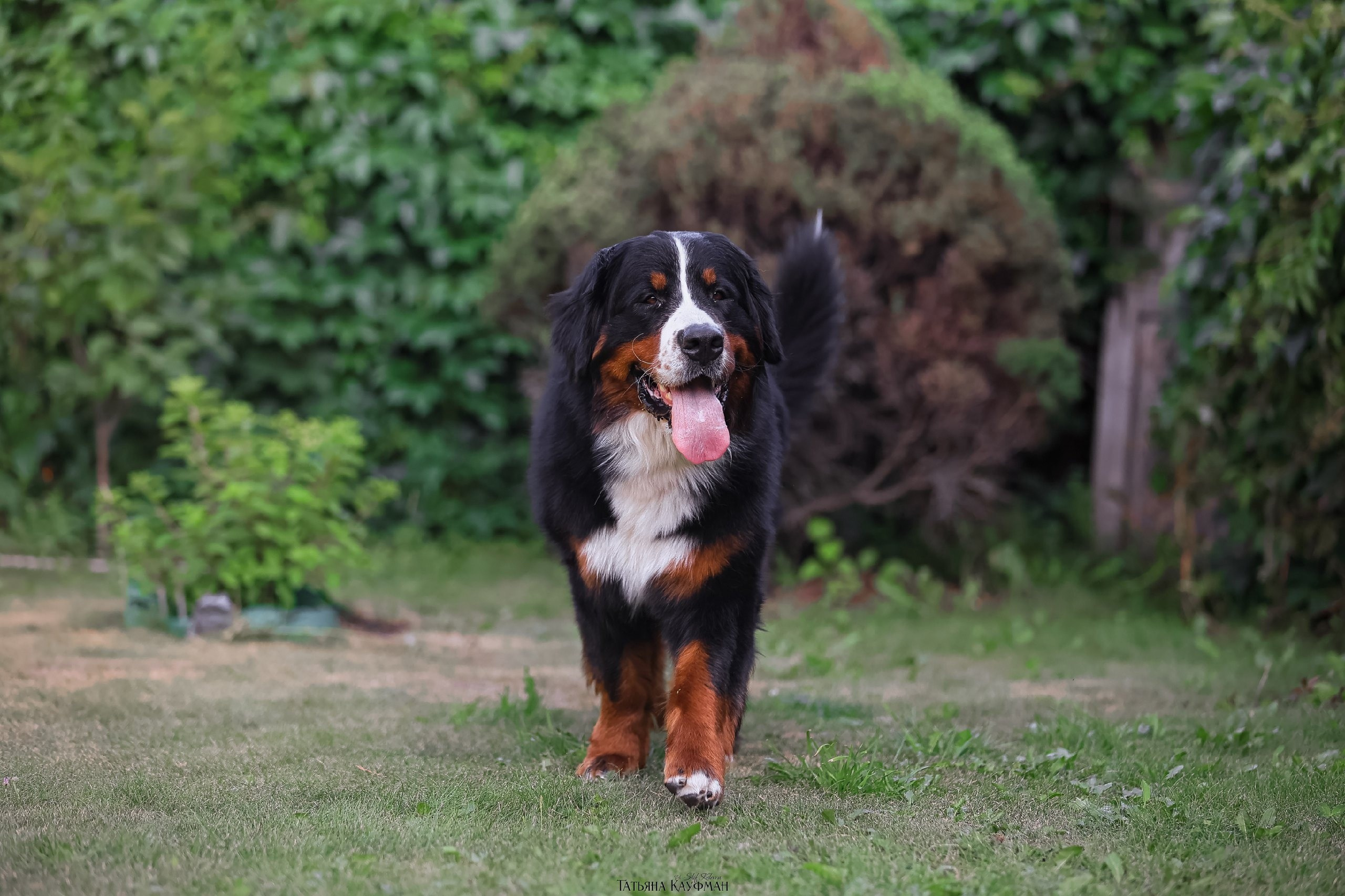 берн, бернский зенненхунд, собака в цветах, красивая собака, фотограф анималист, фотокурс Анималистика, научиться фотографировать собак, фотограф Новосибирск