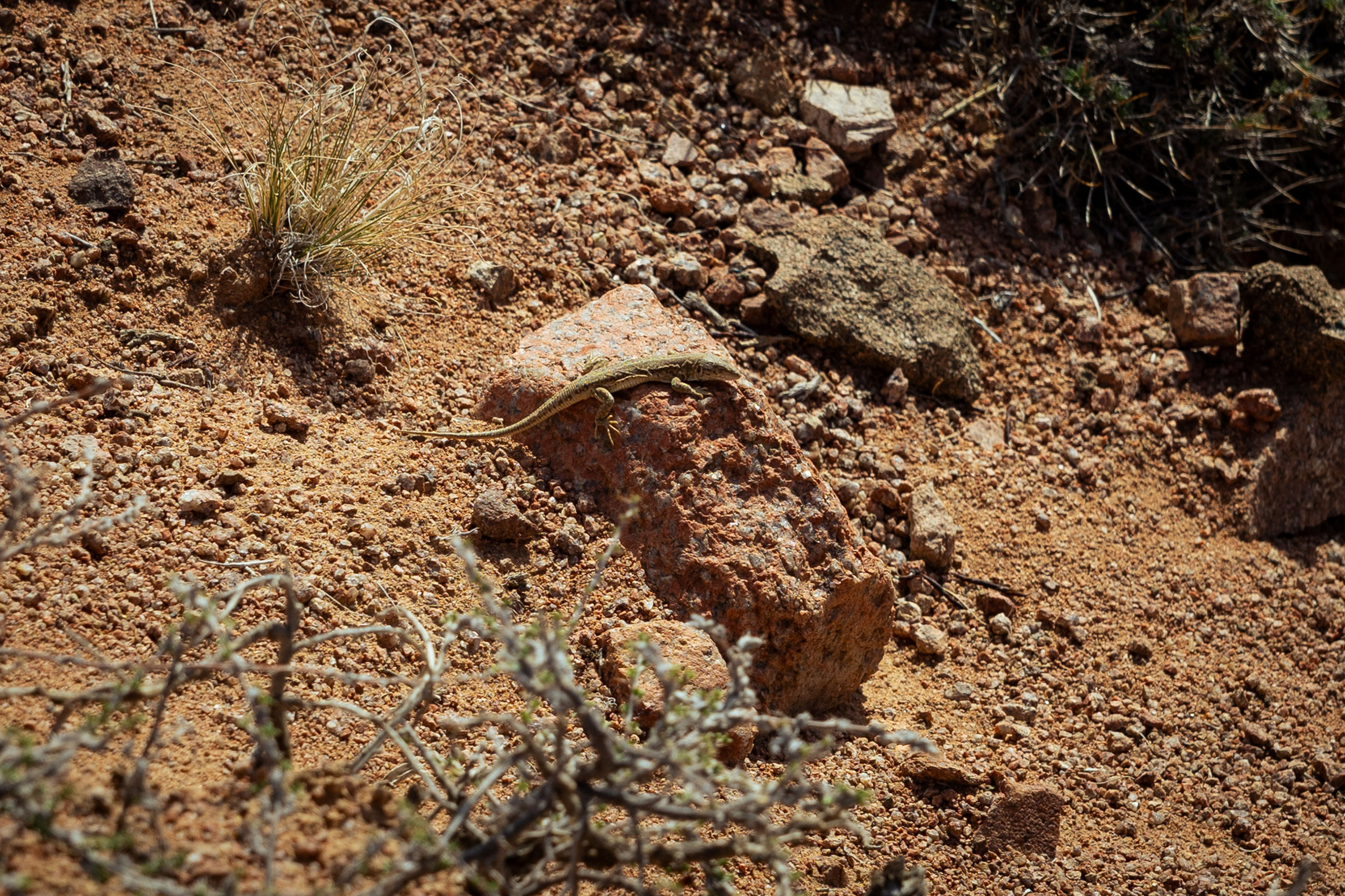 Кыргызстан (весна 2025). Фотограф Виноградов Константин