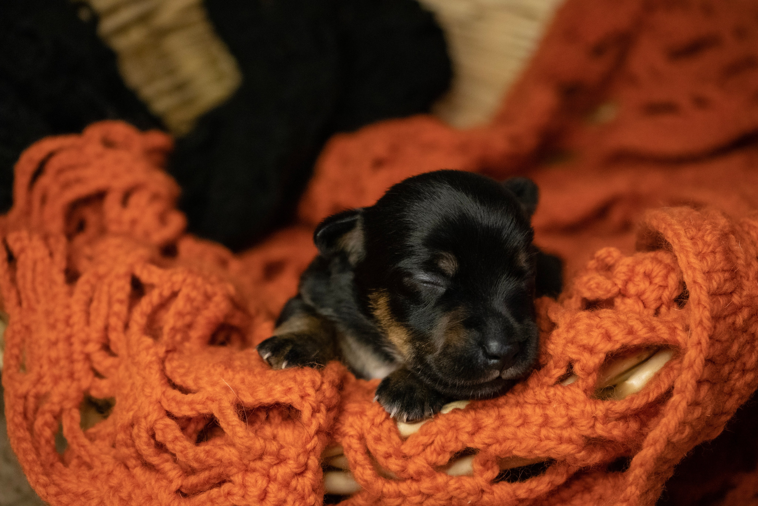 Фотосессии Пушистиков. Фотограф в Санкт-Петербурге Виктория Барышникова