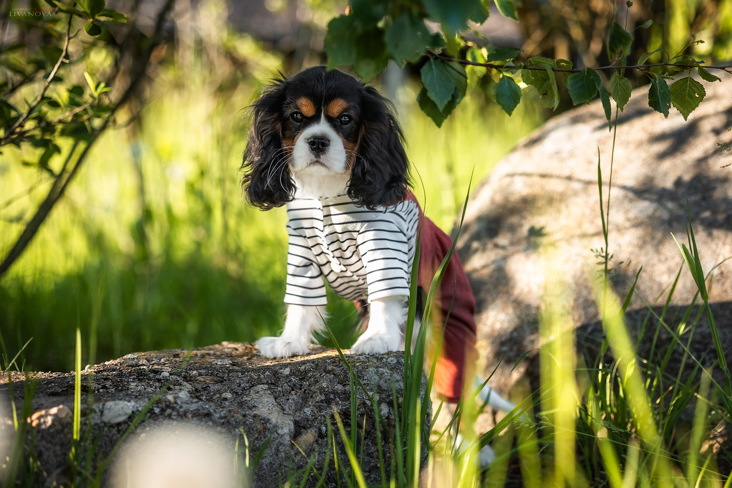Кавалерчик. Фотограф анималист Аня Ливанова | Рыбинск