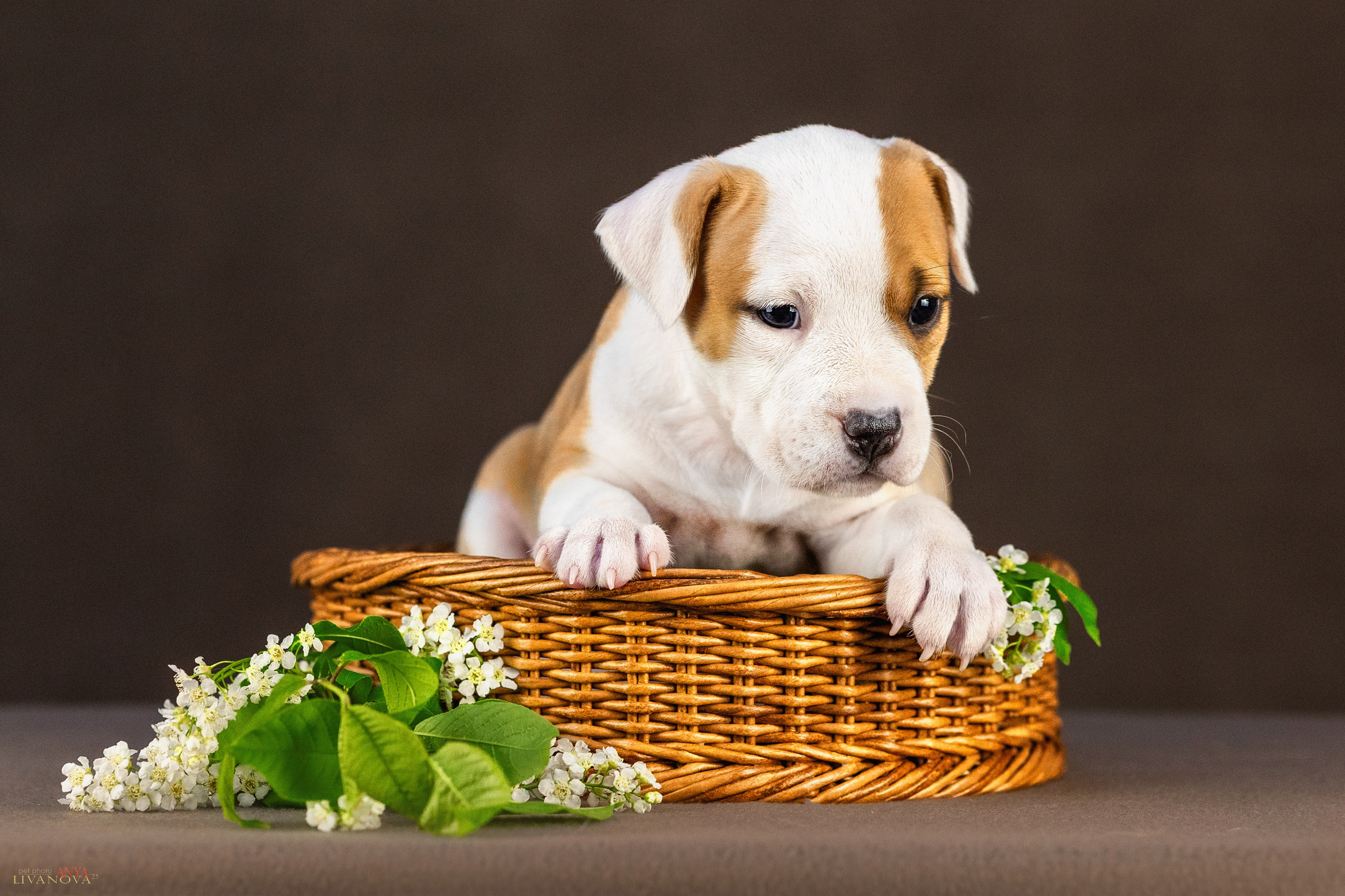 Стаффики. Фотограф анималист Аня Ливанова | Рыбинск