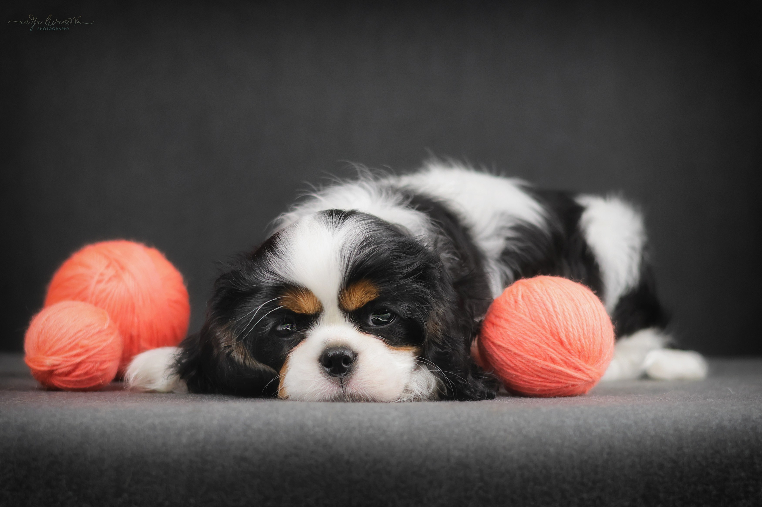 Кавалерчики. Фотограф анималист Аня Ливанова | Рыбинск