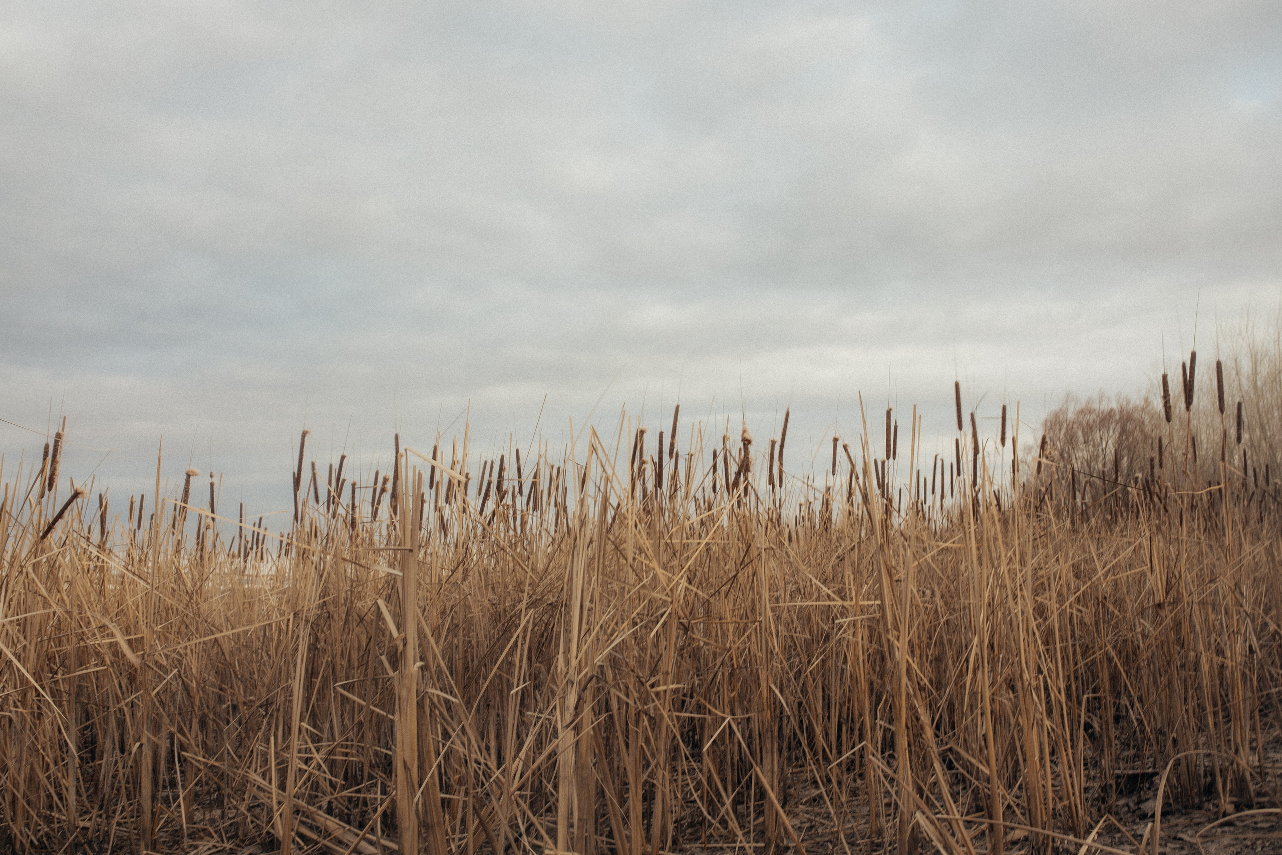 Лев и Александра. Свадебный фотограф Казань
