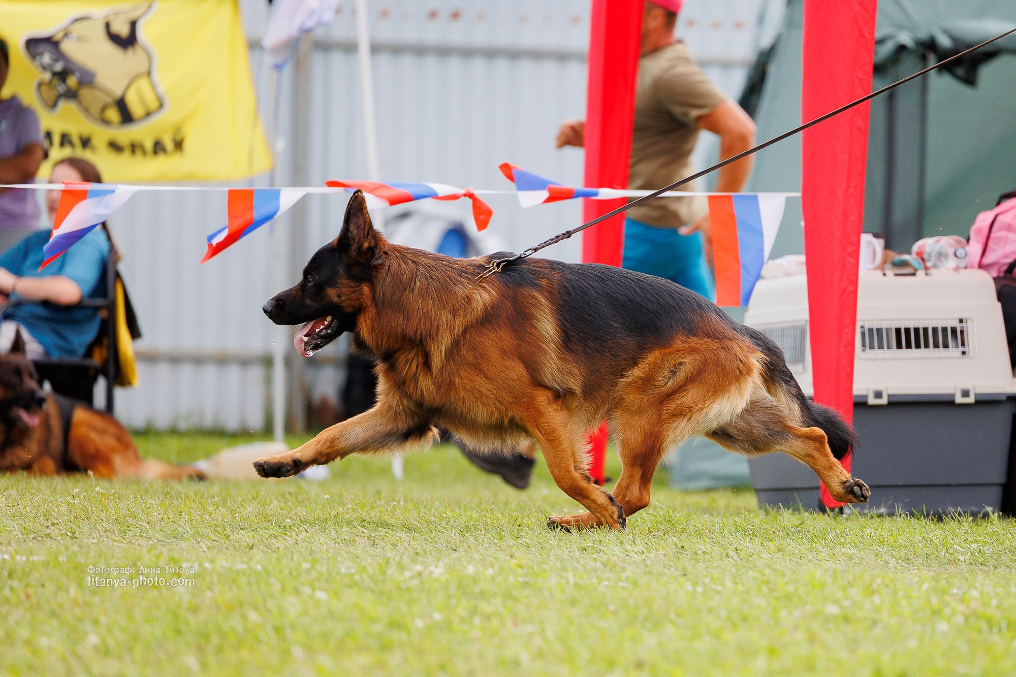Немецкие овчарки: фото из рингов и вне ринга, мутпроба (фотографии с выставок). Фотограф собак, фотограф-анималист Аня Титова (Titanya). Москва