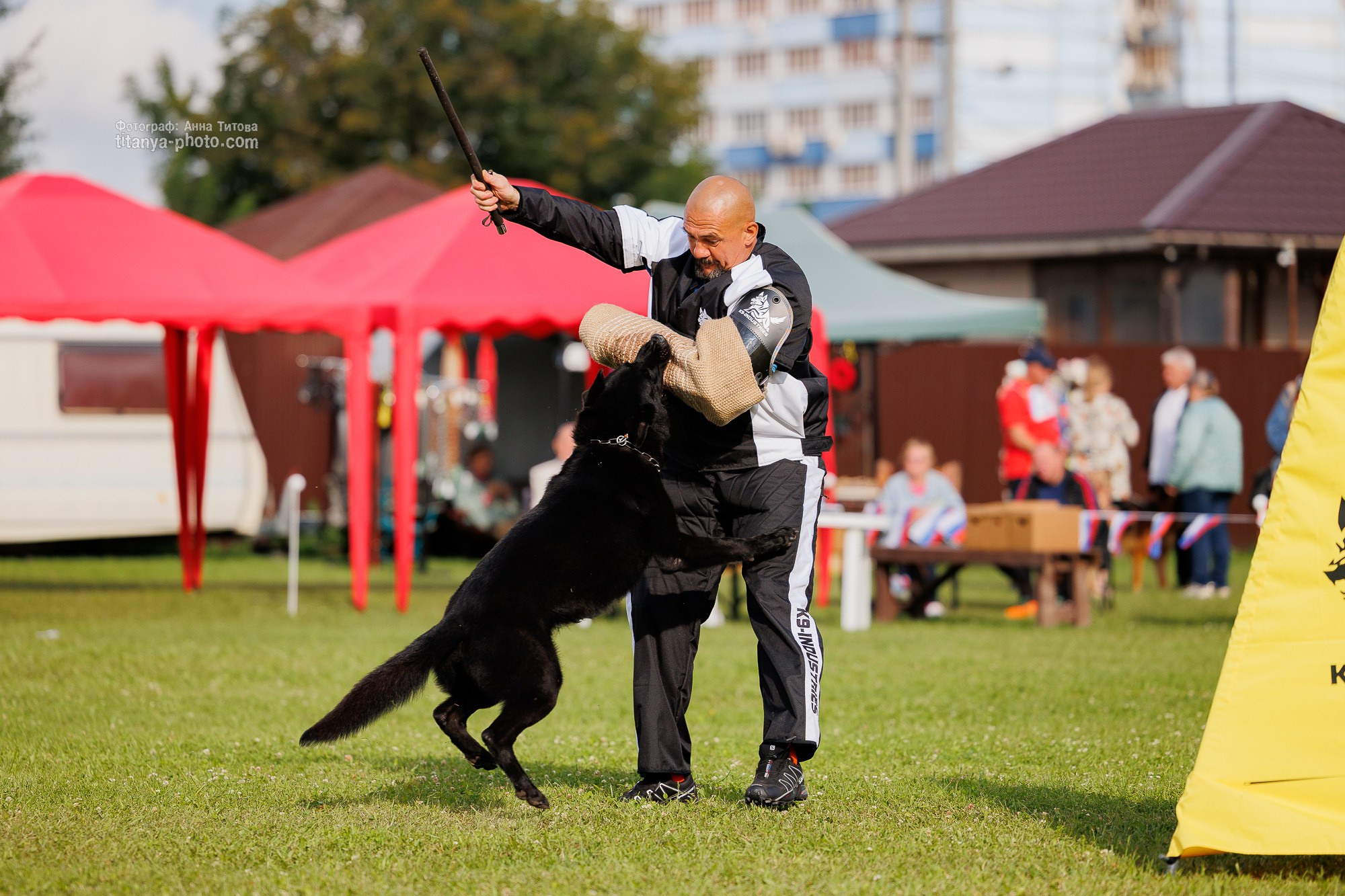 Немецкие овчарки: фото из рингов и вне ринга, мутпроба (фотографии с выставок). Фотограф собак, фотограф-анималист Аня Титова (Titanya). Москва