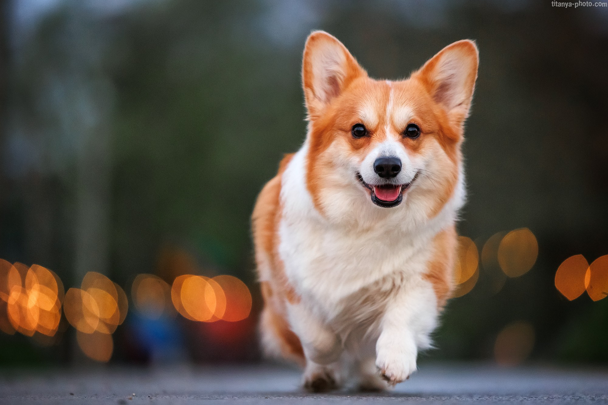 Корги Тесла. Фотограф собак, фотограф-анималист Аня Титова (Titanya). Москва