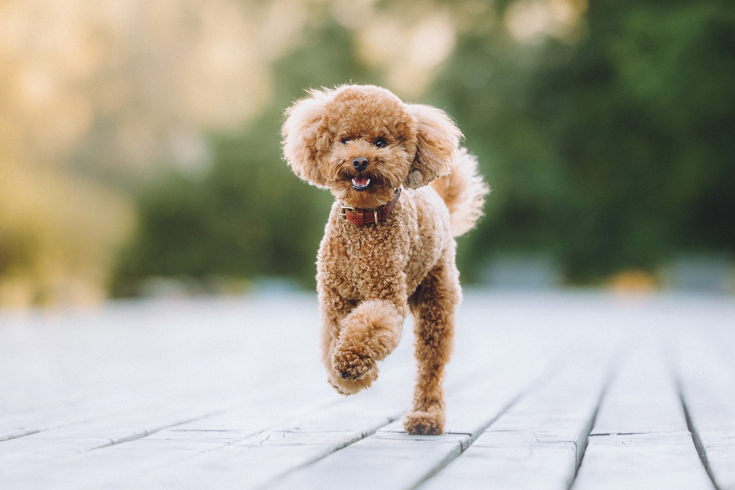 Марья и Буба