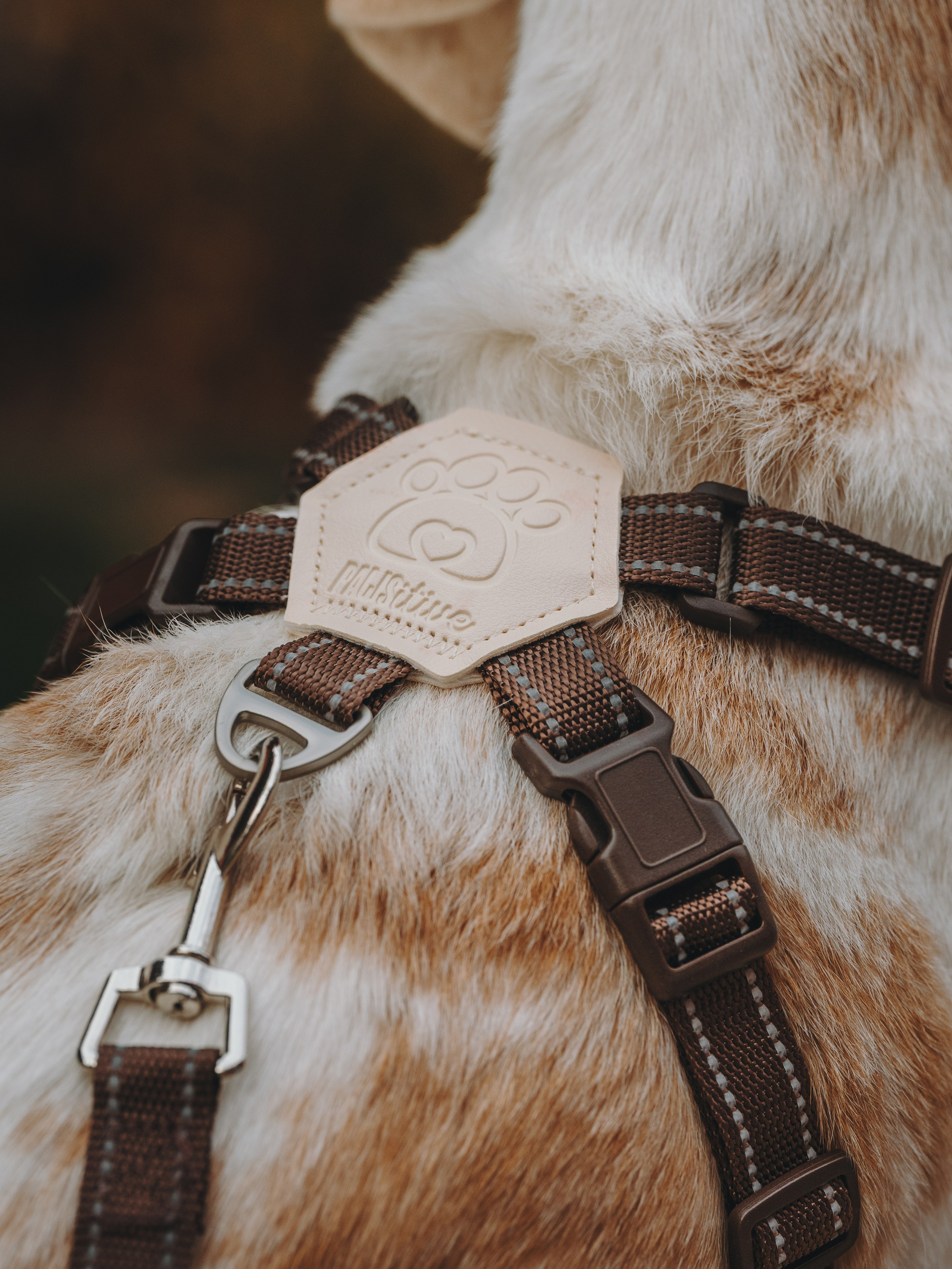 Pawsitive. Семейный фотограф анималист Ананьева Мария — Москва