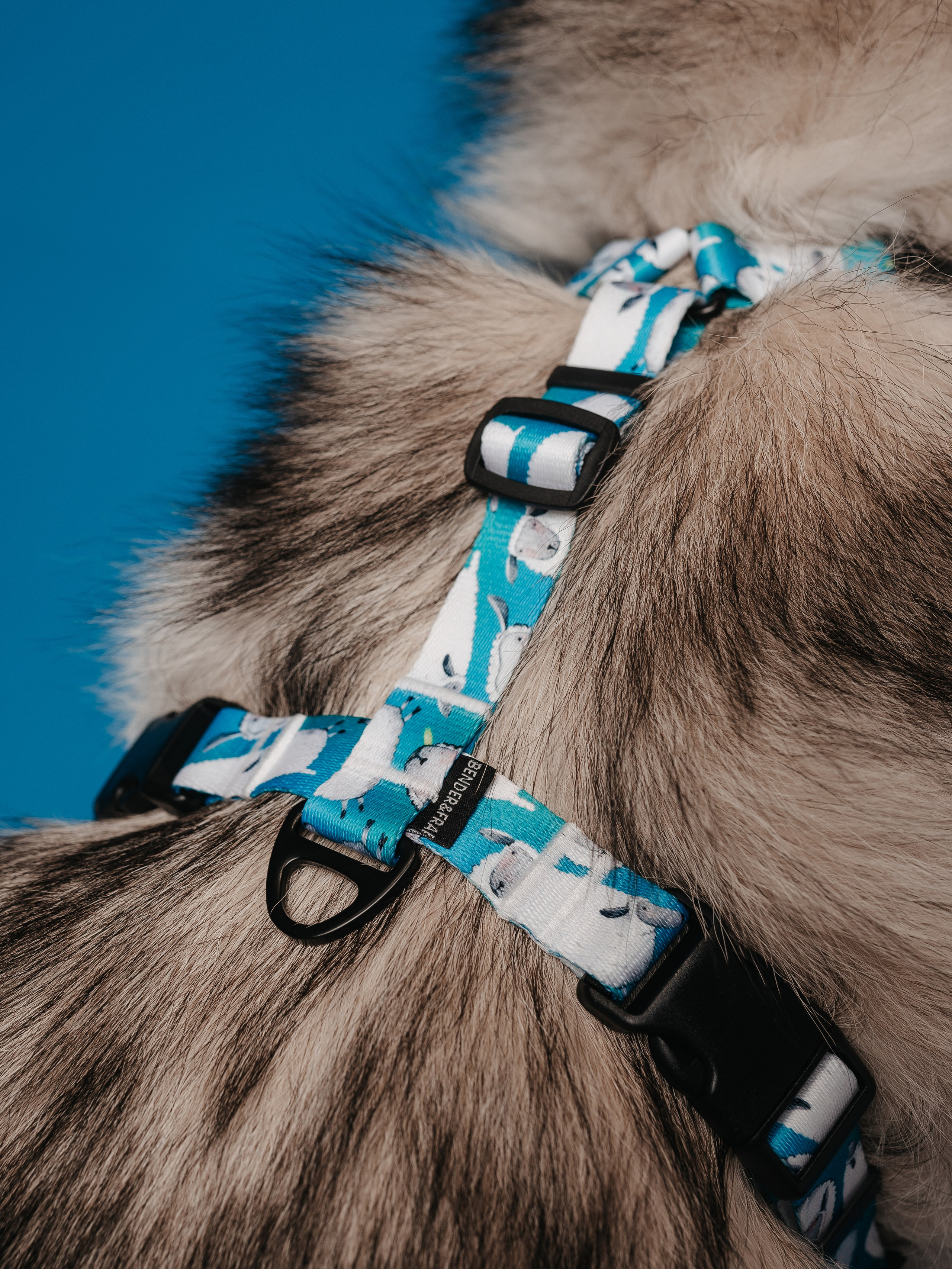 Bender&Frai. Овечки. Семейный фотограф анималист Ананьева Мария — Москва