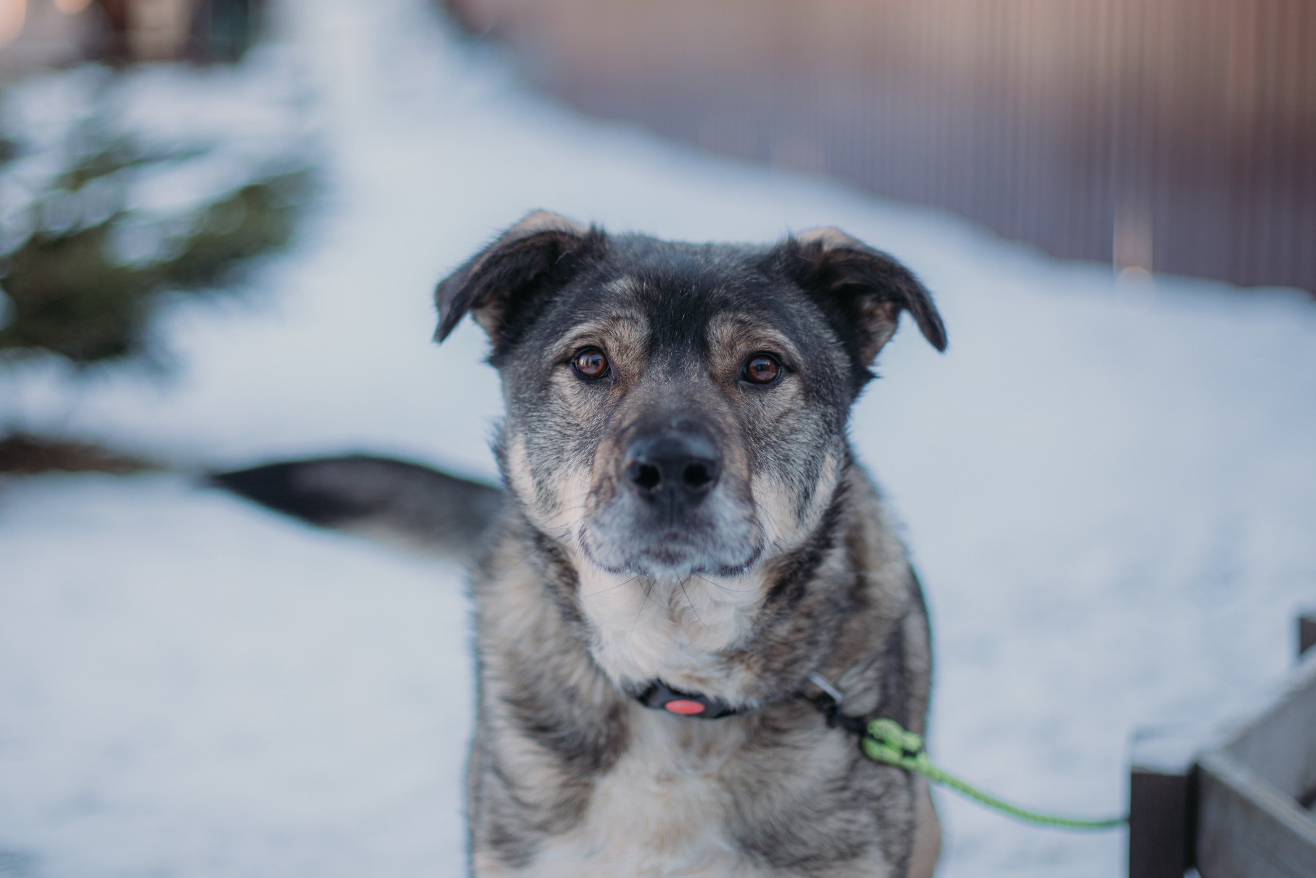 Фотосессии животных. Детский фотограф, фотограф-анималист