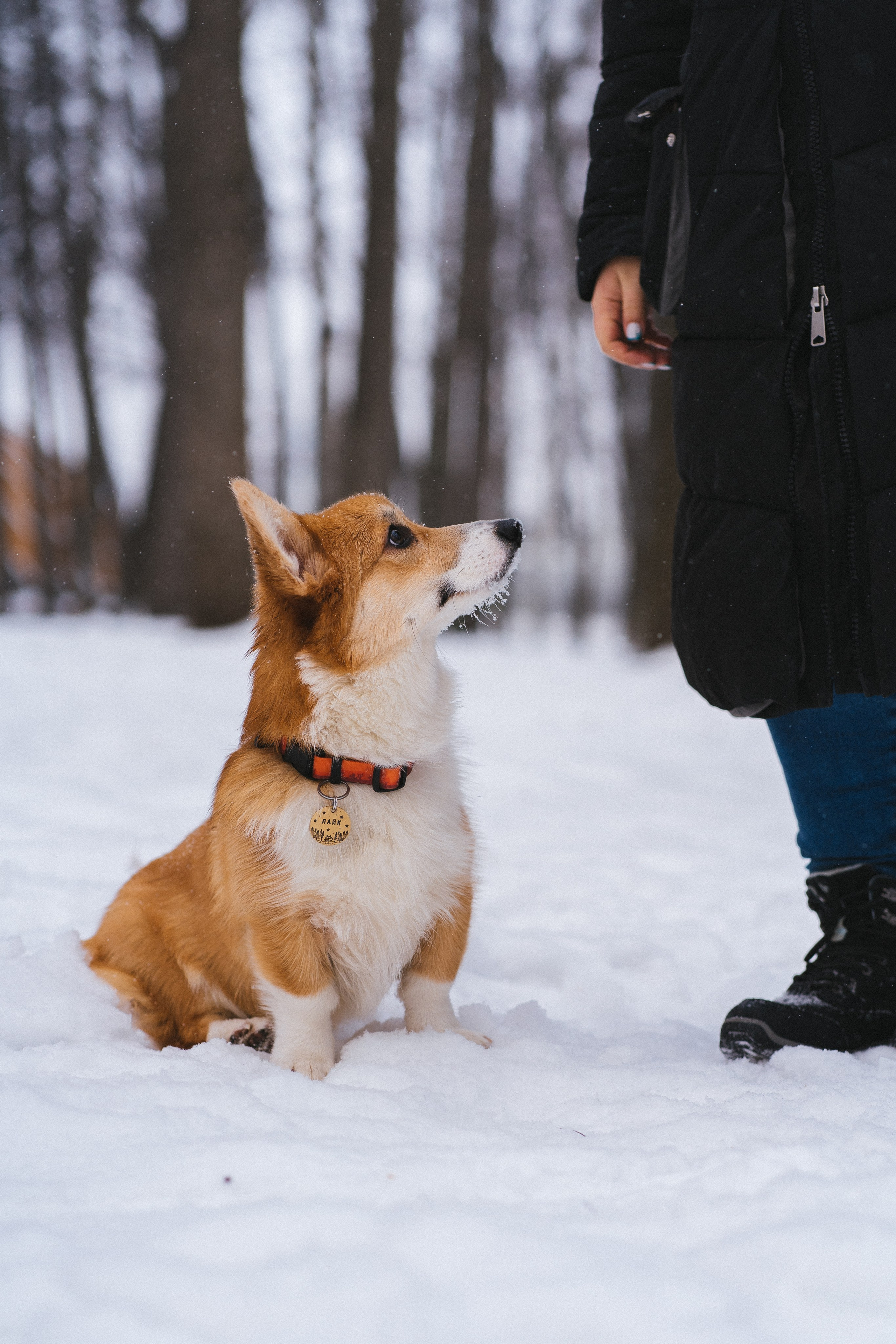Агата и Лайк. Свадебный фотограф в Москве Анна Полушина