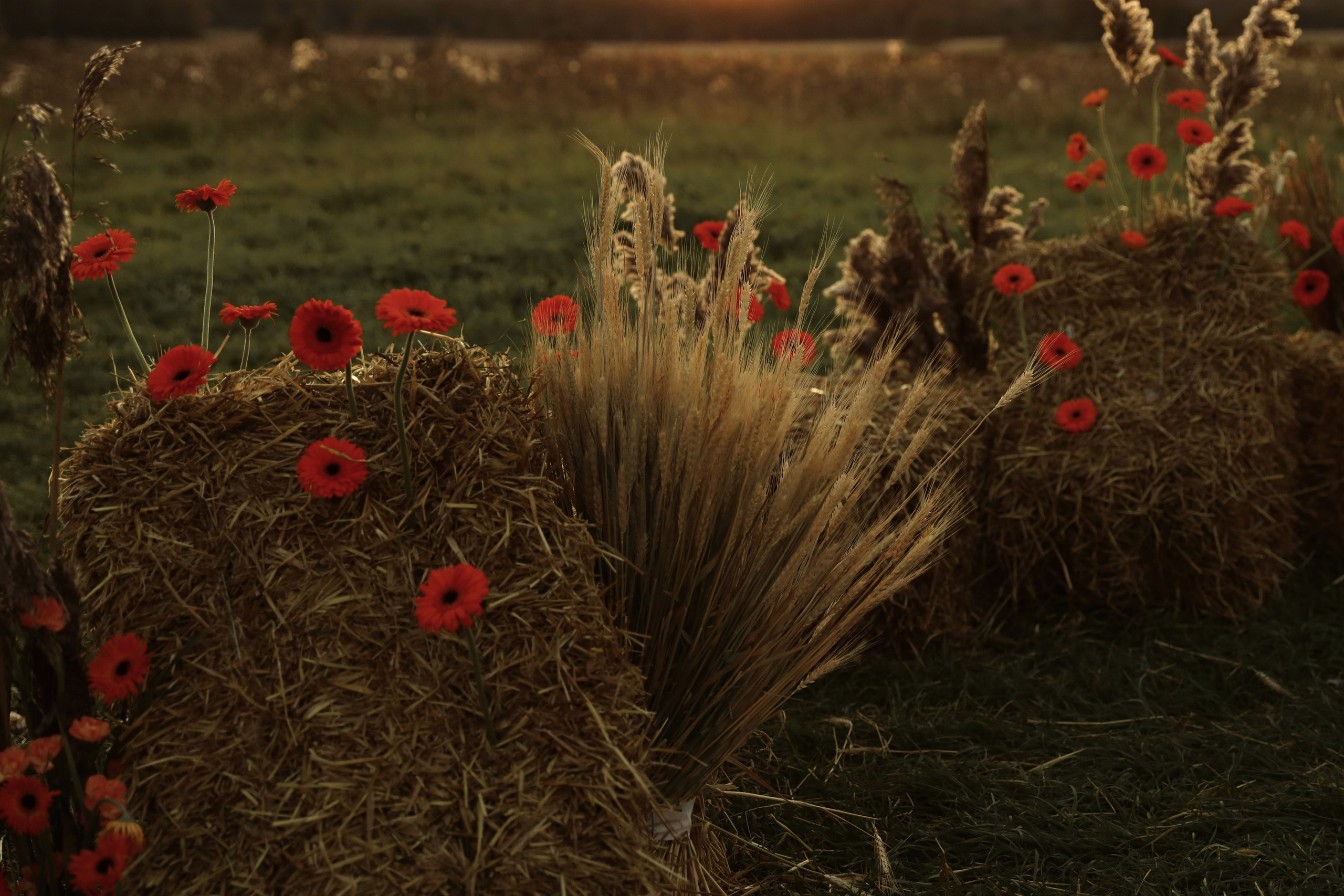 I & E. Anastasia Jes