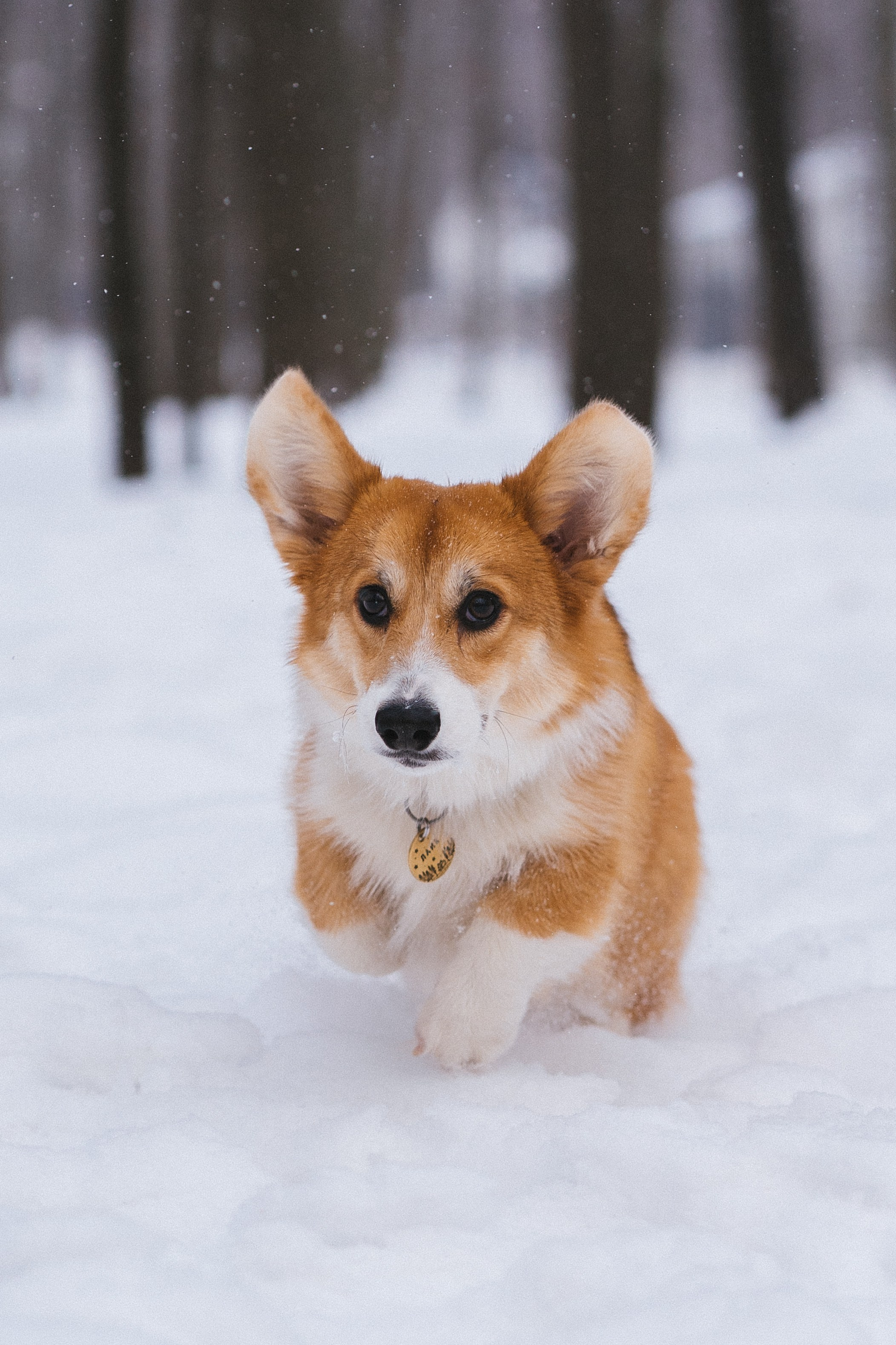 Агата и Лайк. Свадебный фотограф в Москве Анна Полушина
