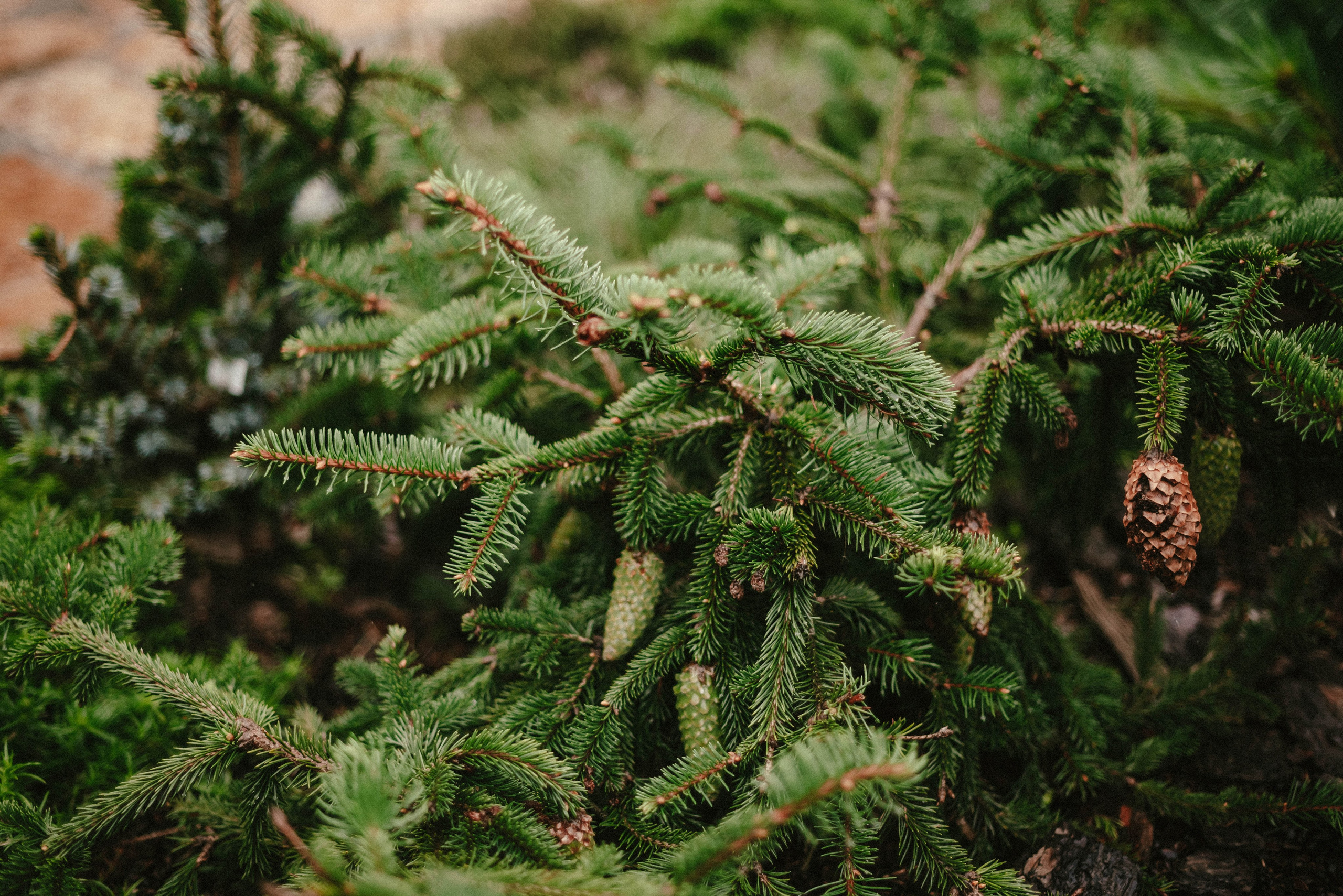 Лесное царство Оксаны. Свадебный и семейный фотограф в Новосибирске, Санкт-Петербурге, Москве