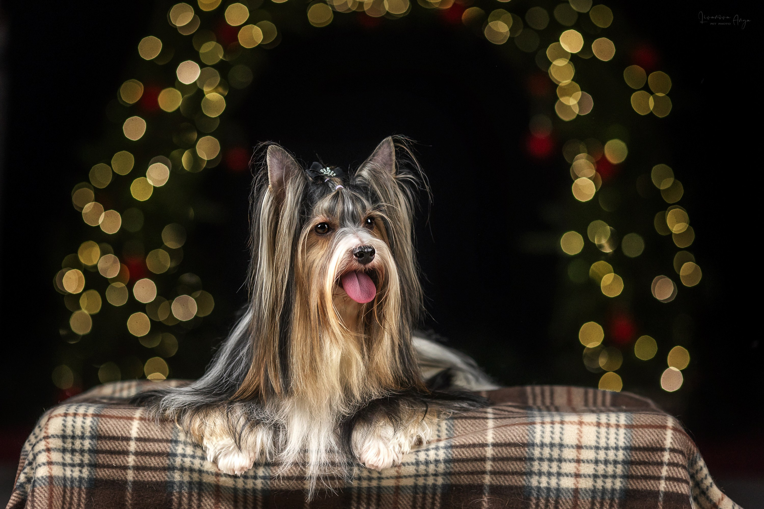 Фотодень_1 2025. Фотограф анималист Аня Ливанова | Рыбинск