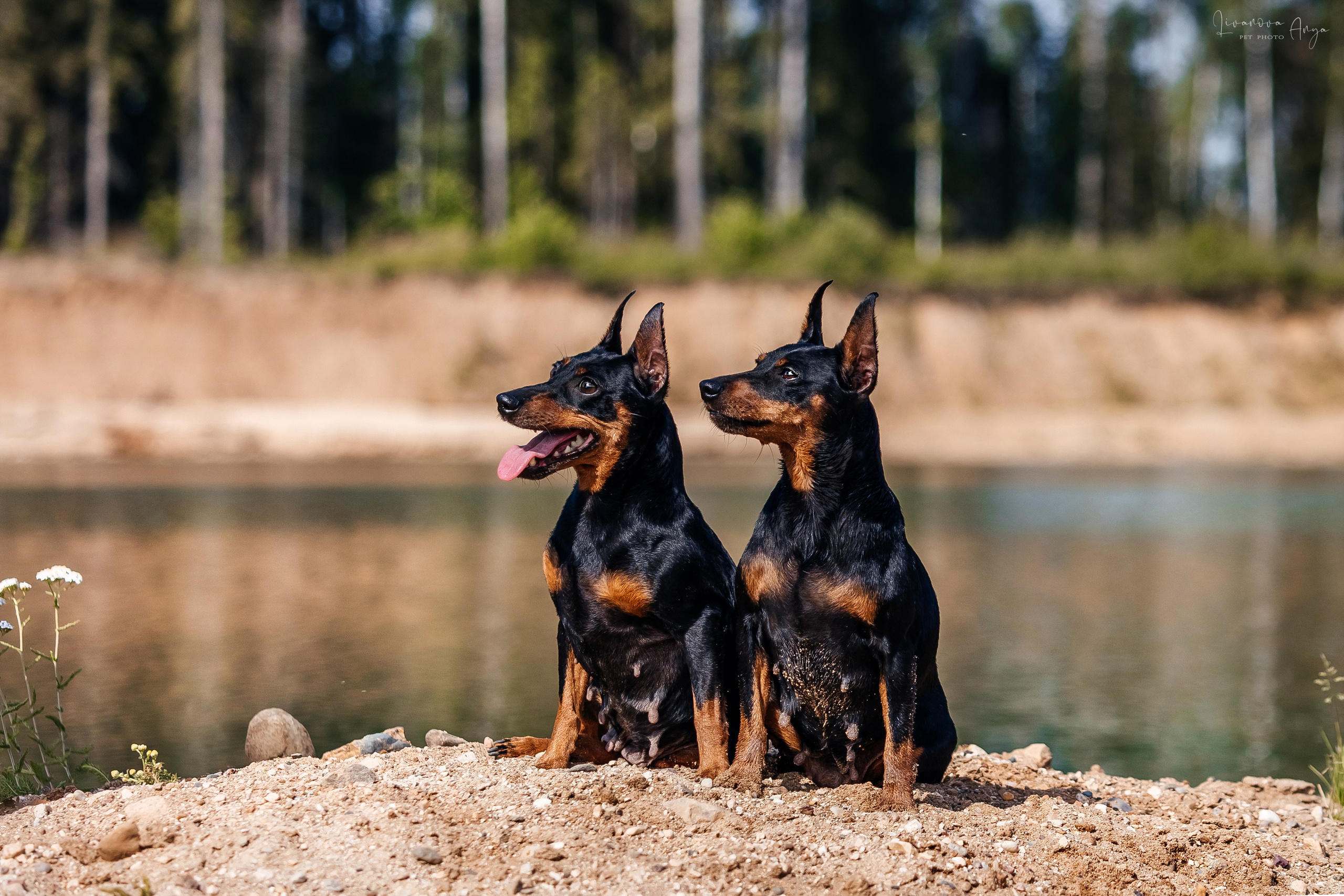 Троицкий карьер. Фотограф анималист Аня Ливанова | Рыбинск
