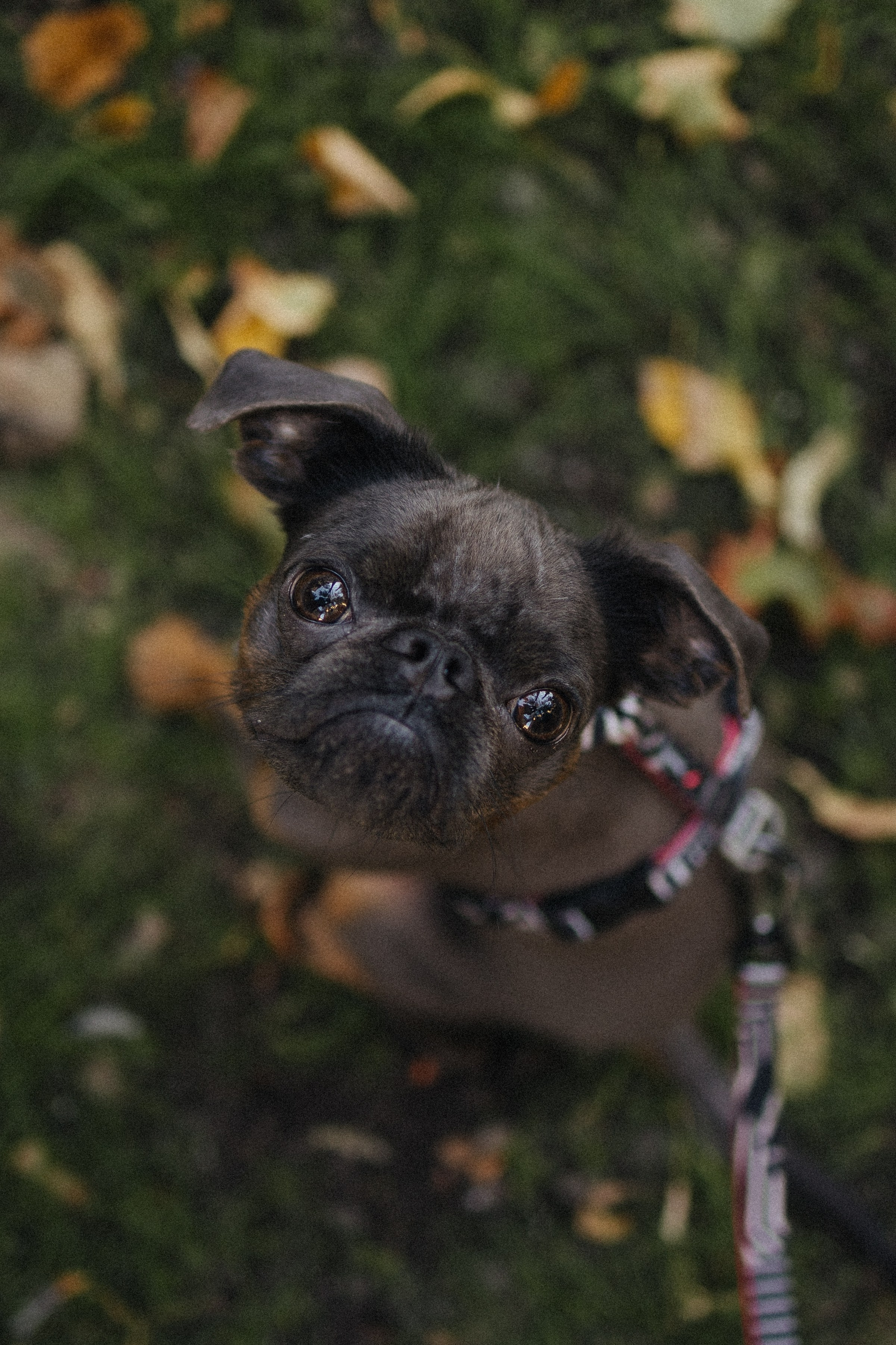Грогу и его семья. Фотораф — анималист Мария Шистка