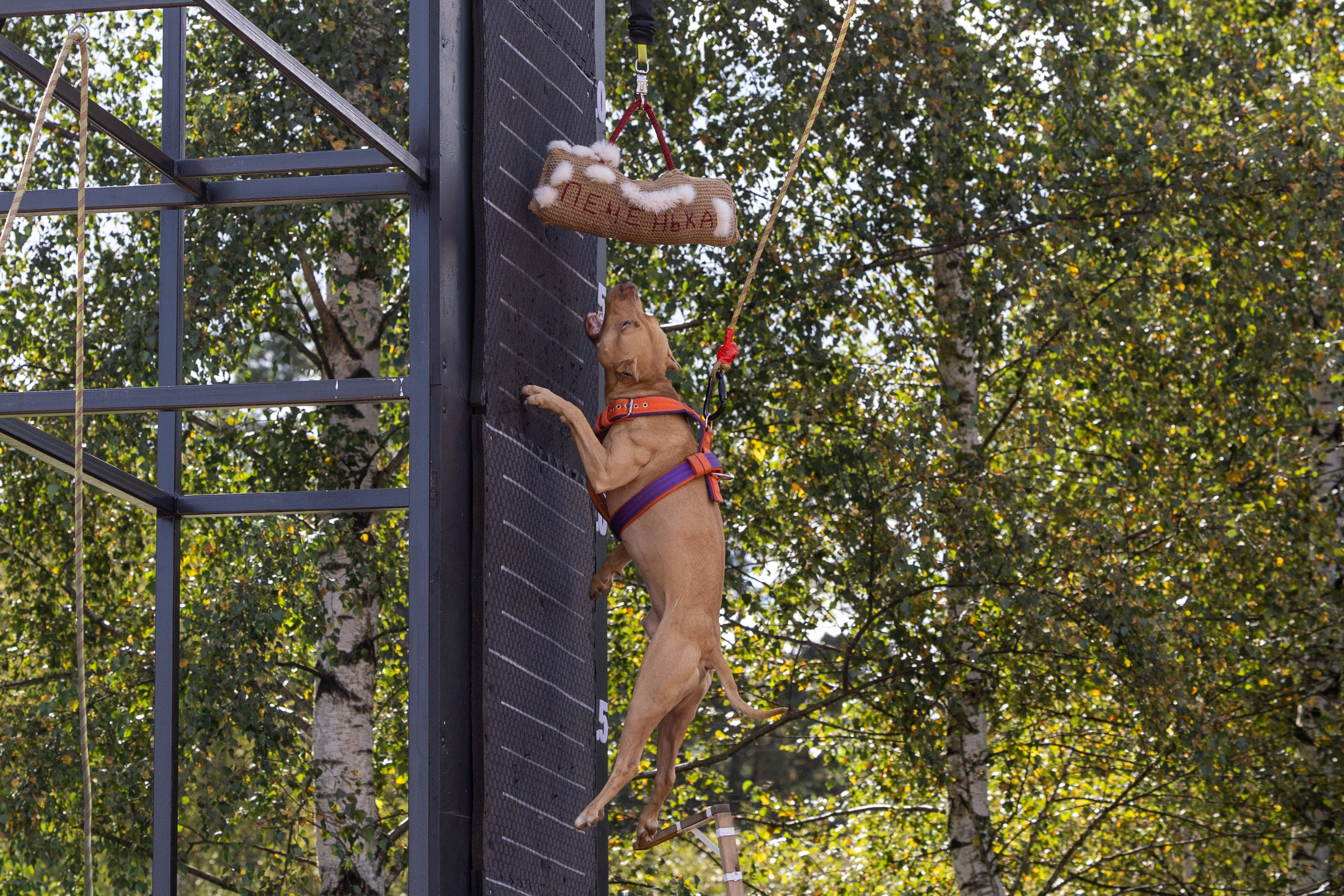 Jump'n'Gym. Виктория Михайловская. Фотограф-анималист. Москва