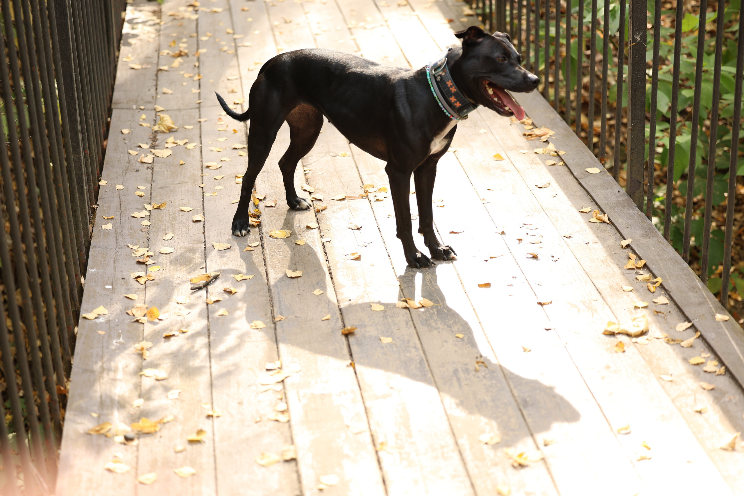Алена и Бора. Виктория Михайловская. Фотограф-анималист. Москва