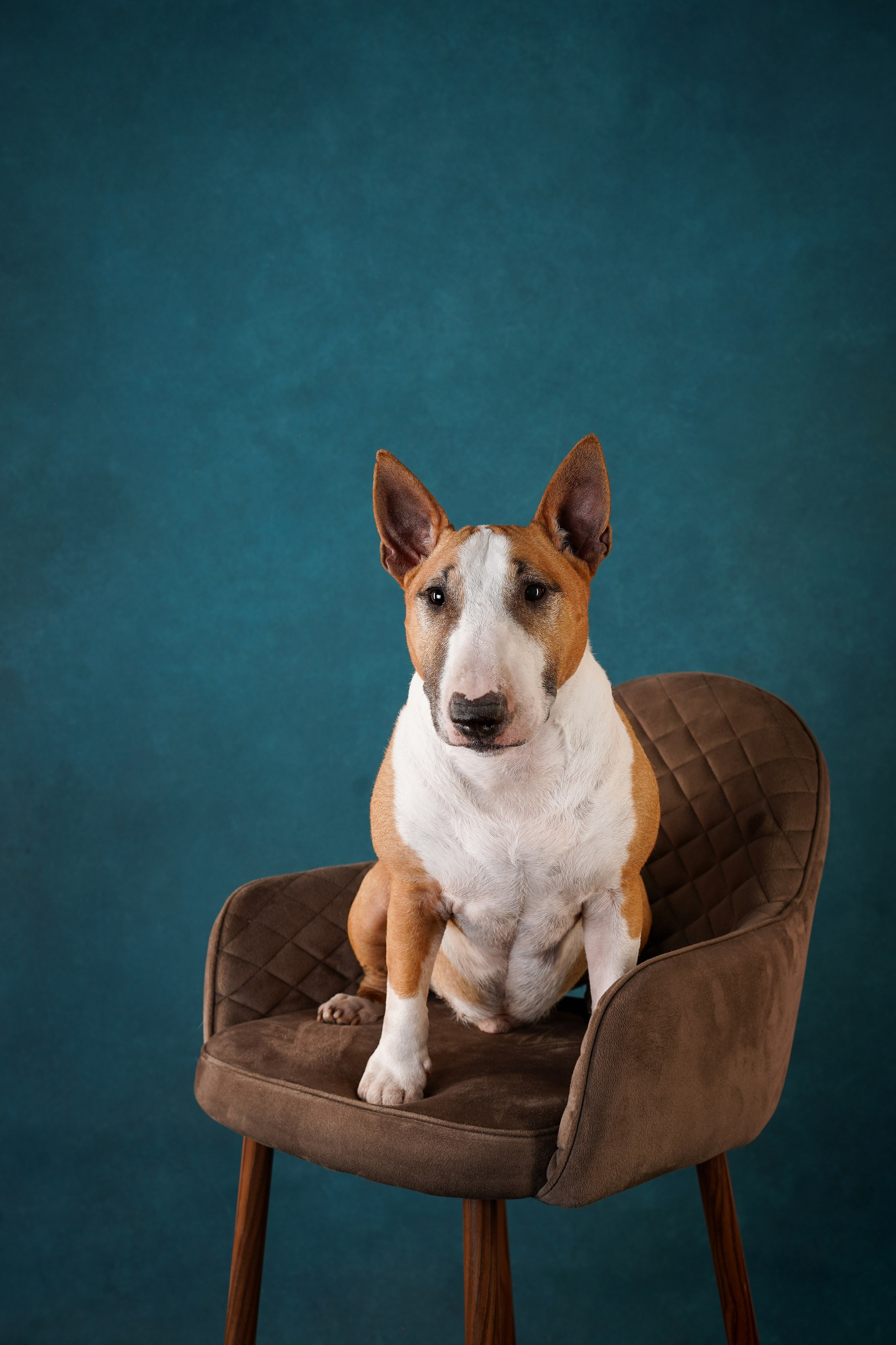 Юни и Панда. Фотограф-анималист в Санкт-Петербурге Яна Мартынова