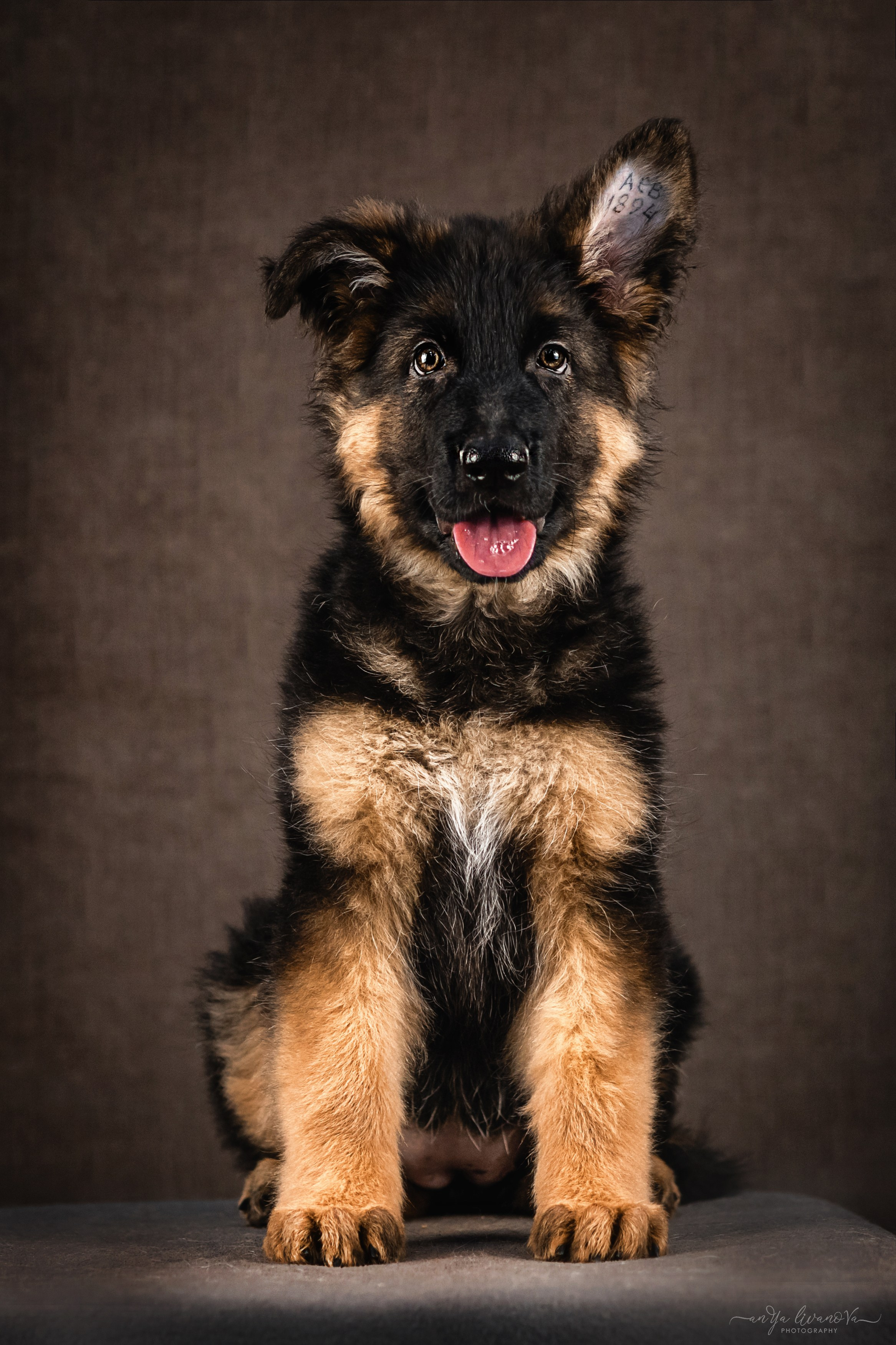 Овчарята. Фотограф анималист Аня Ливанова | Рыбинск