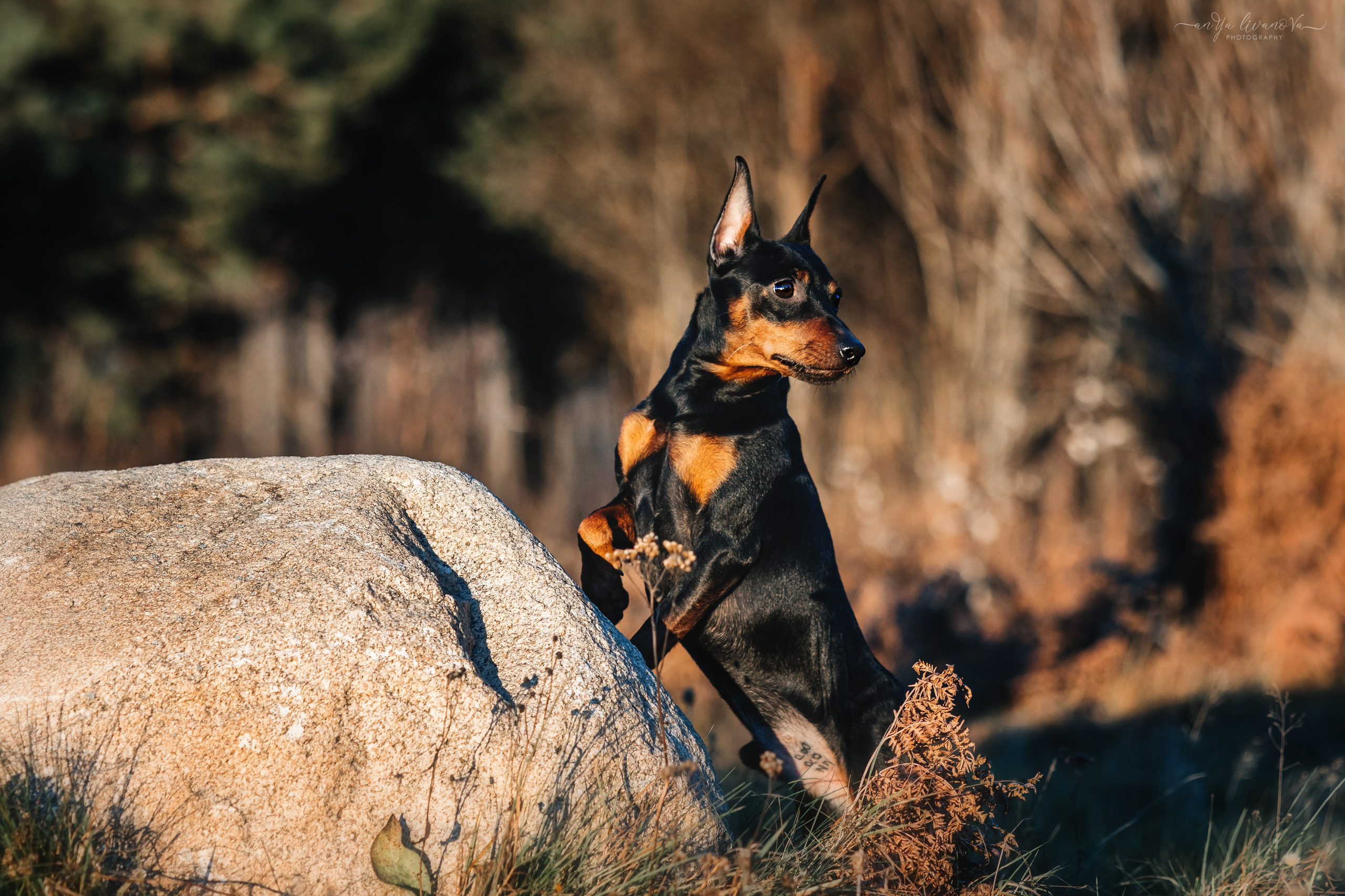 Лёня. Фотограф анималист Аня Ливанова | Рыбинск