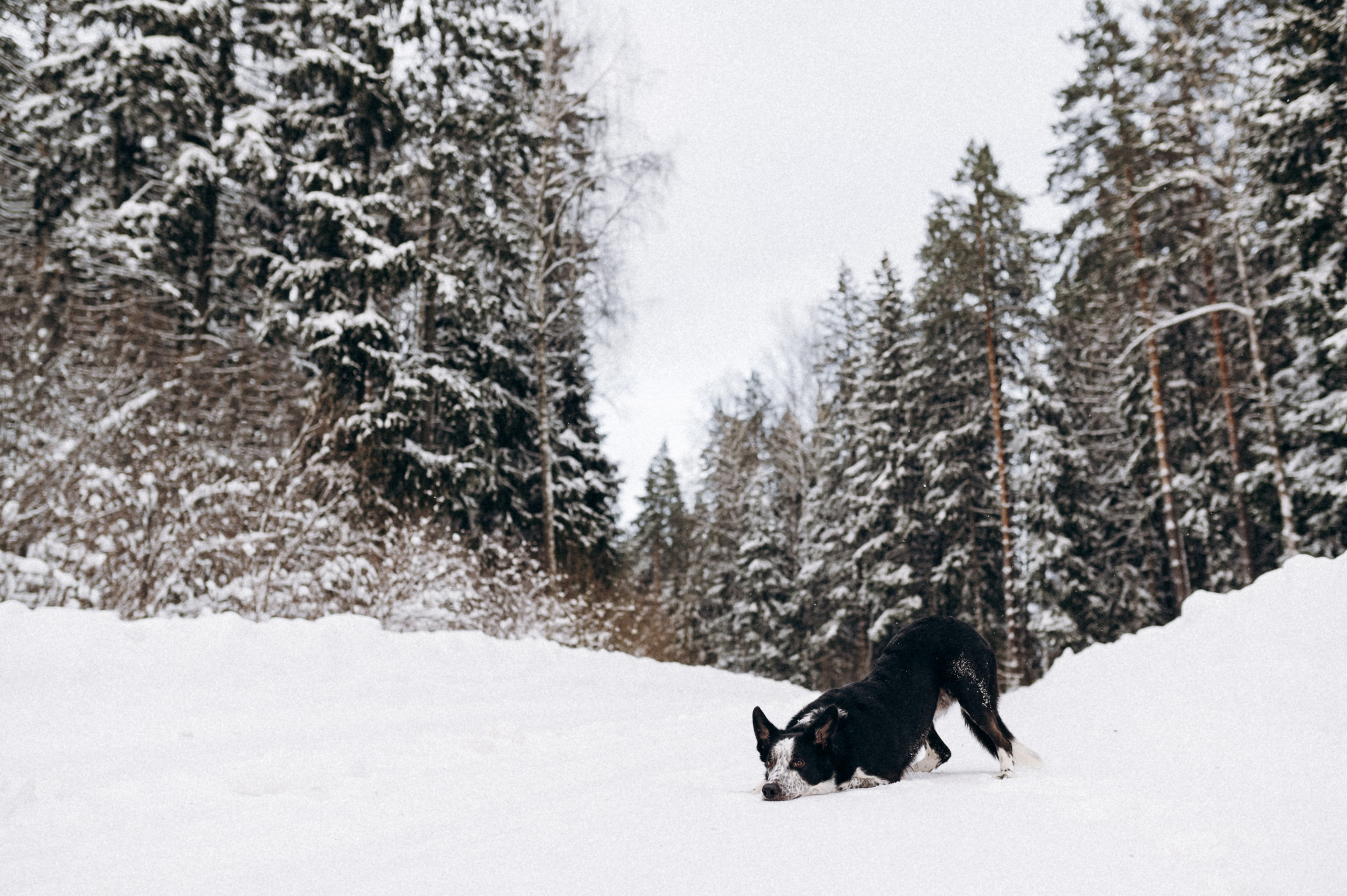 Аня и Милан. Фотограф анималист в Москве Ольга Агушева
