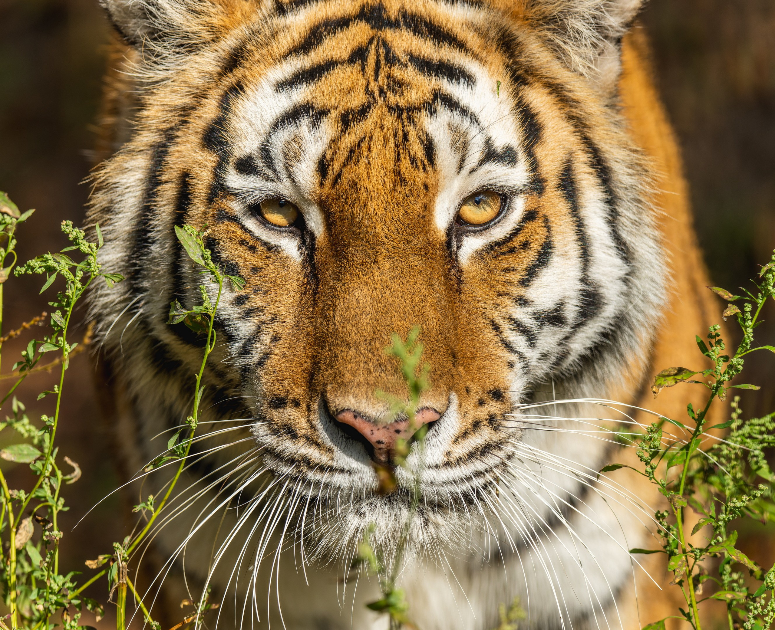 Мечты сбываются?!. Константин Дем | Фотограф
