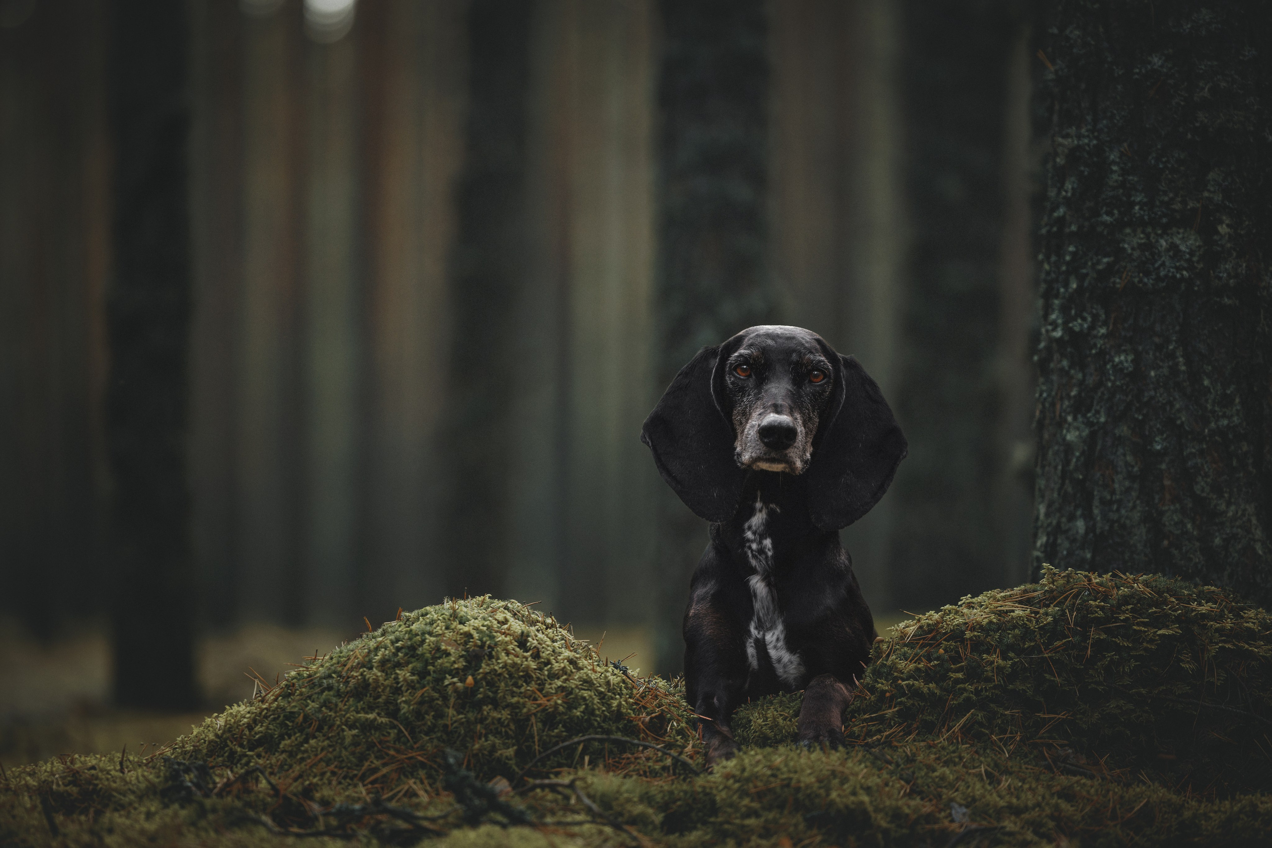 Фотограф анималист Осипчикова Мария