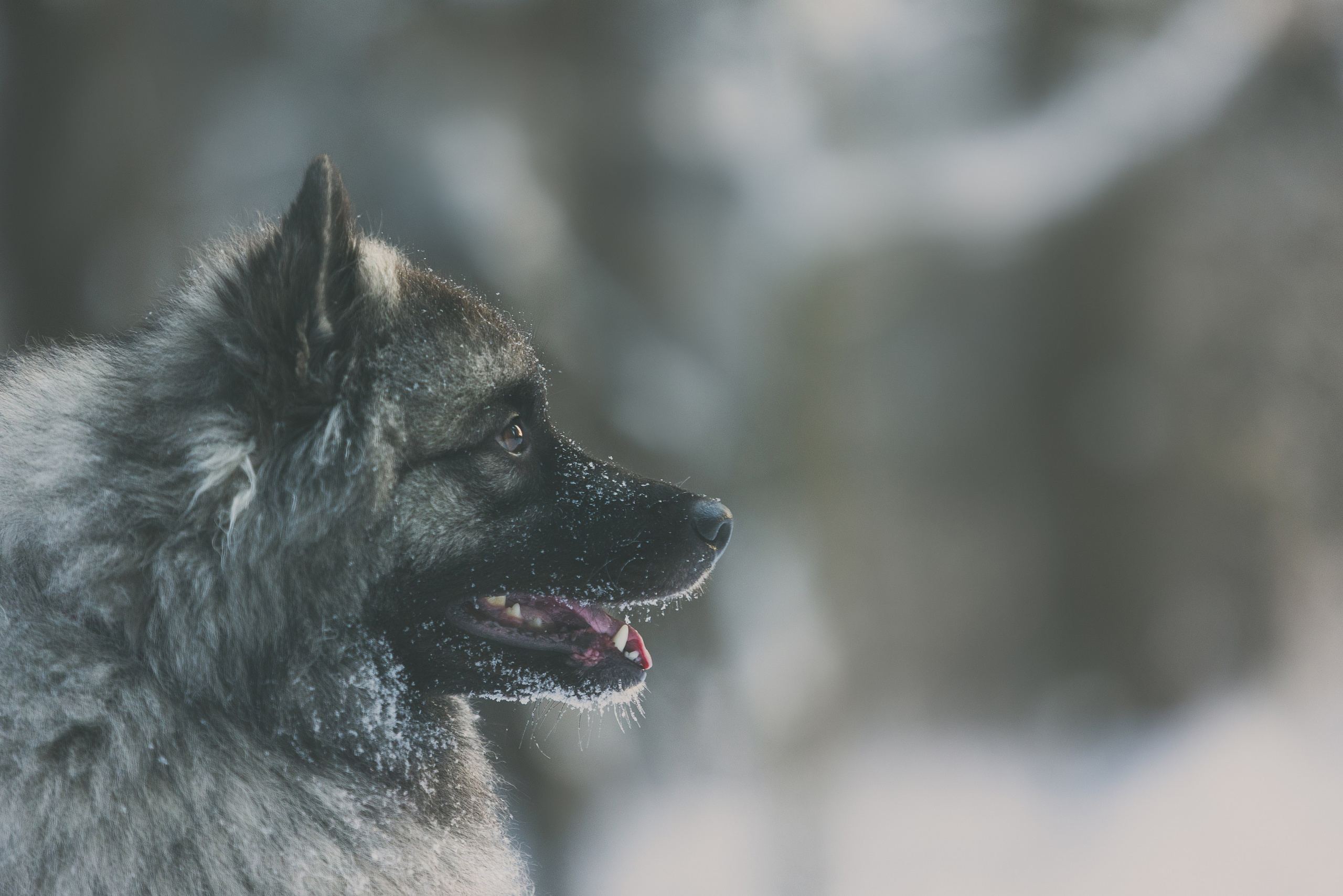 Фотосессии. Фотограф Ирина Астор