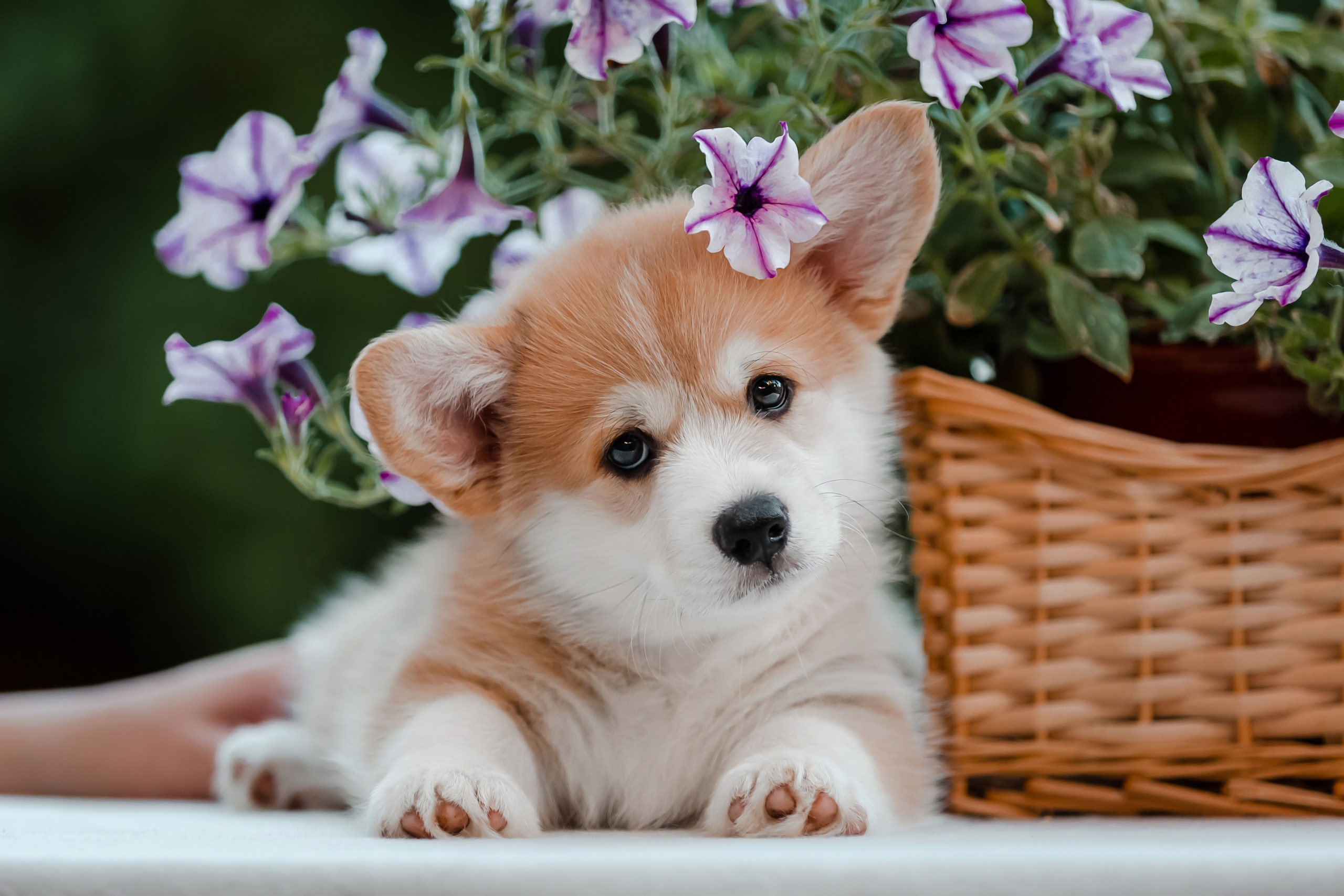 Щенки корги в корзинах и цветах. Фотограф-анималист в Краснодаре Маша Мельникова