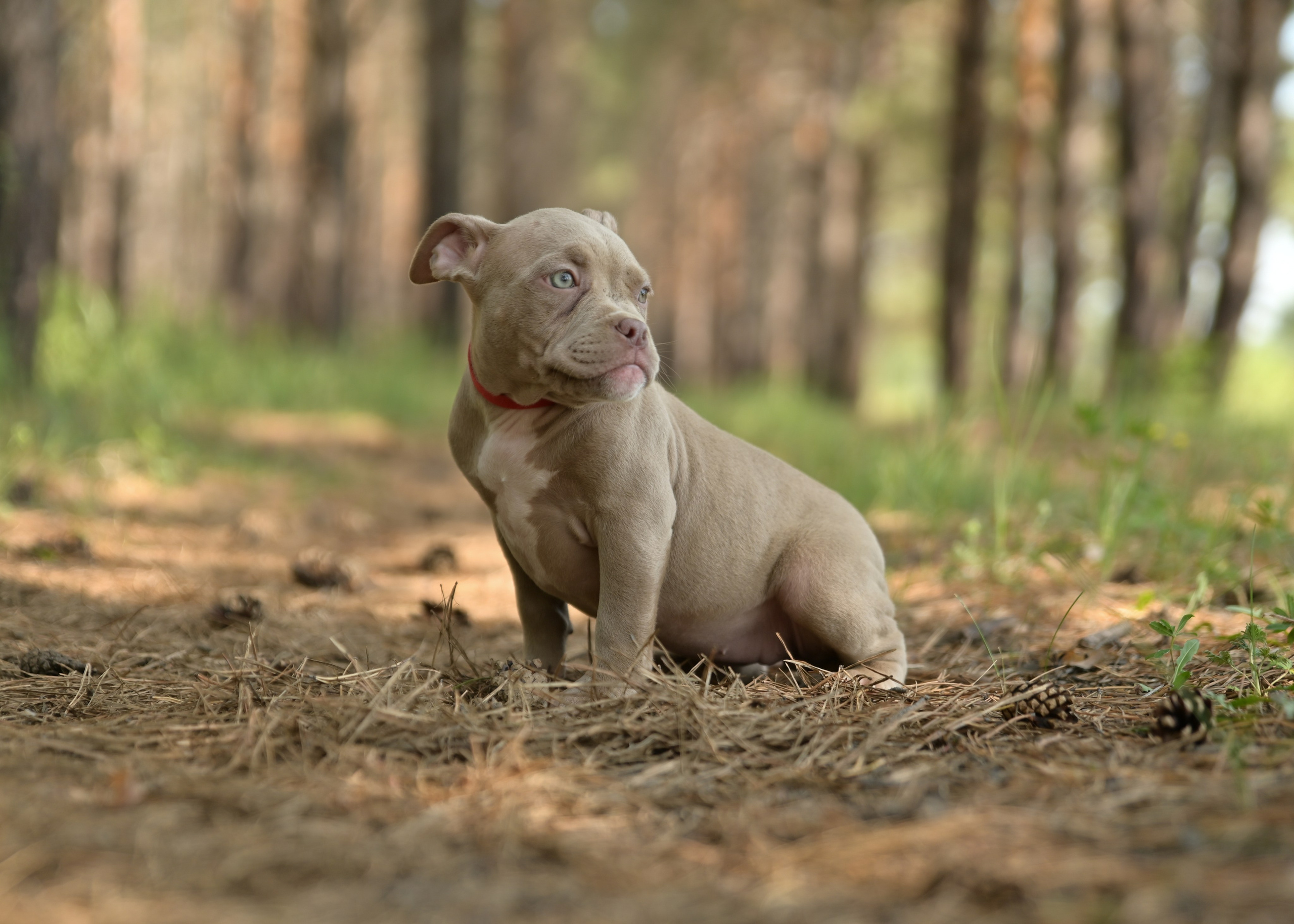 Свободные щенки Американский Булли в Иркутске. Питомник собак Иркутск