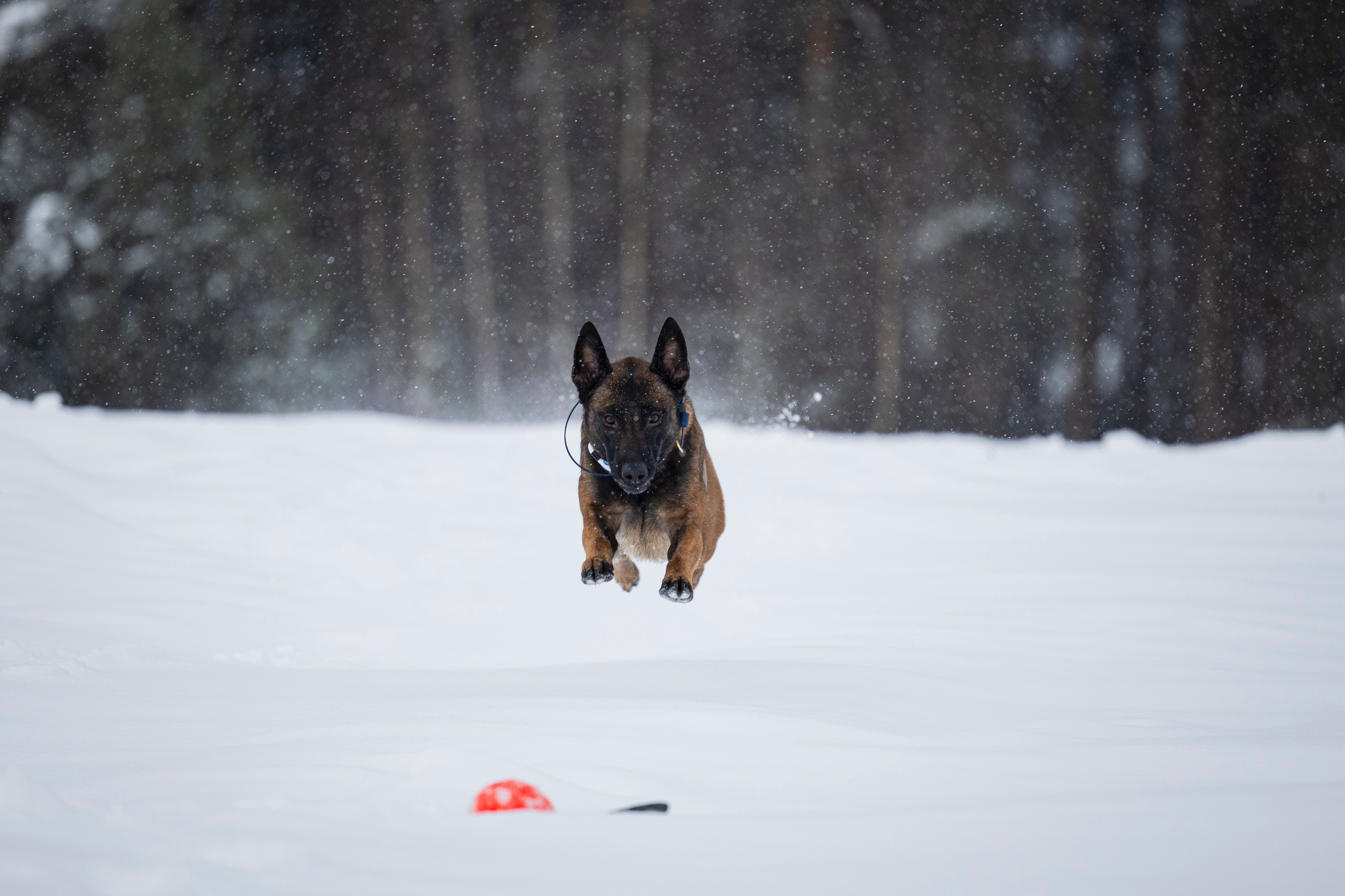 Рики. Фотограф-анималист Анна Маринич