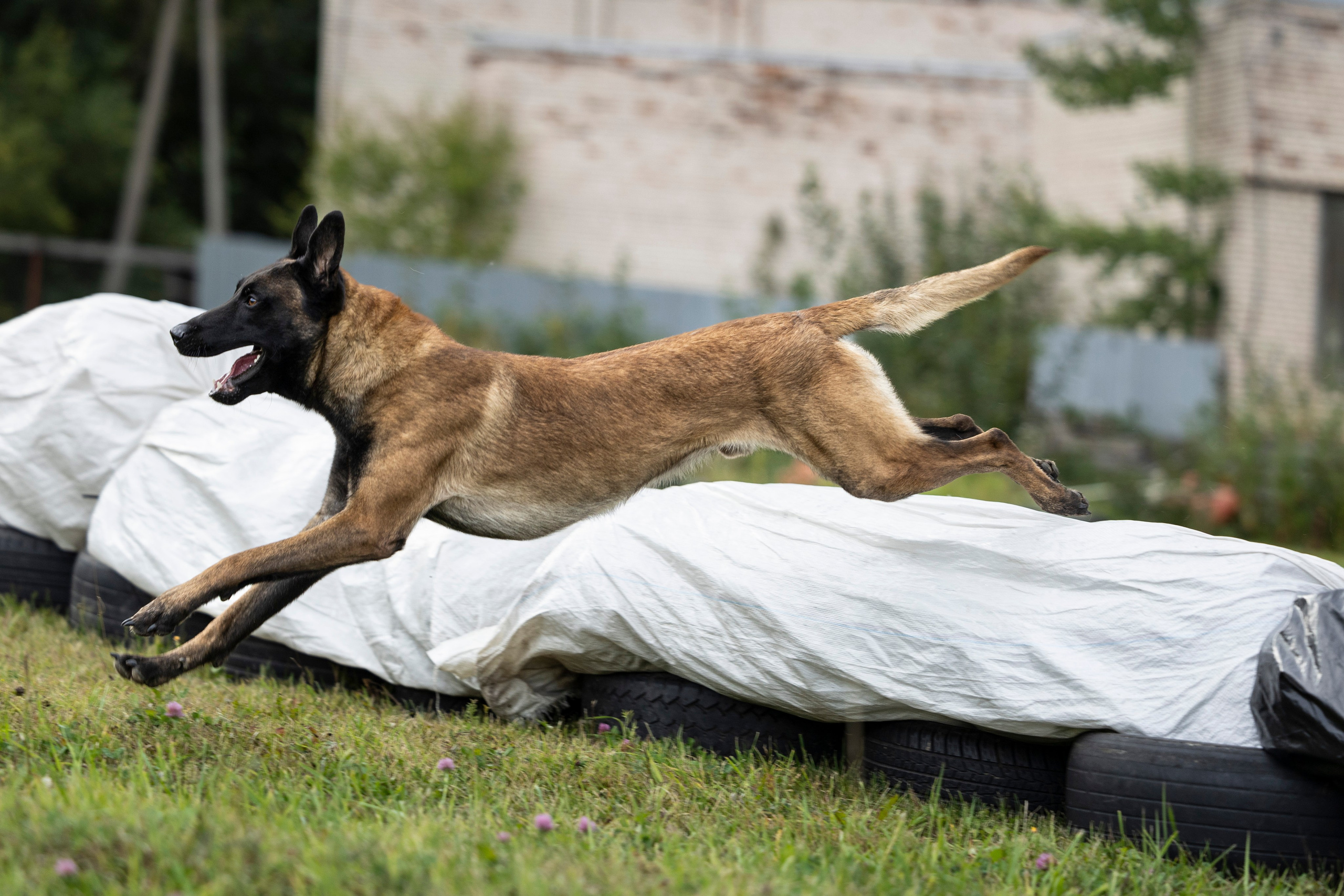 Испытания по Мондьорингу г. Пушкин. Фотограф-анималист Анна Маринич