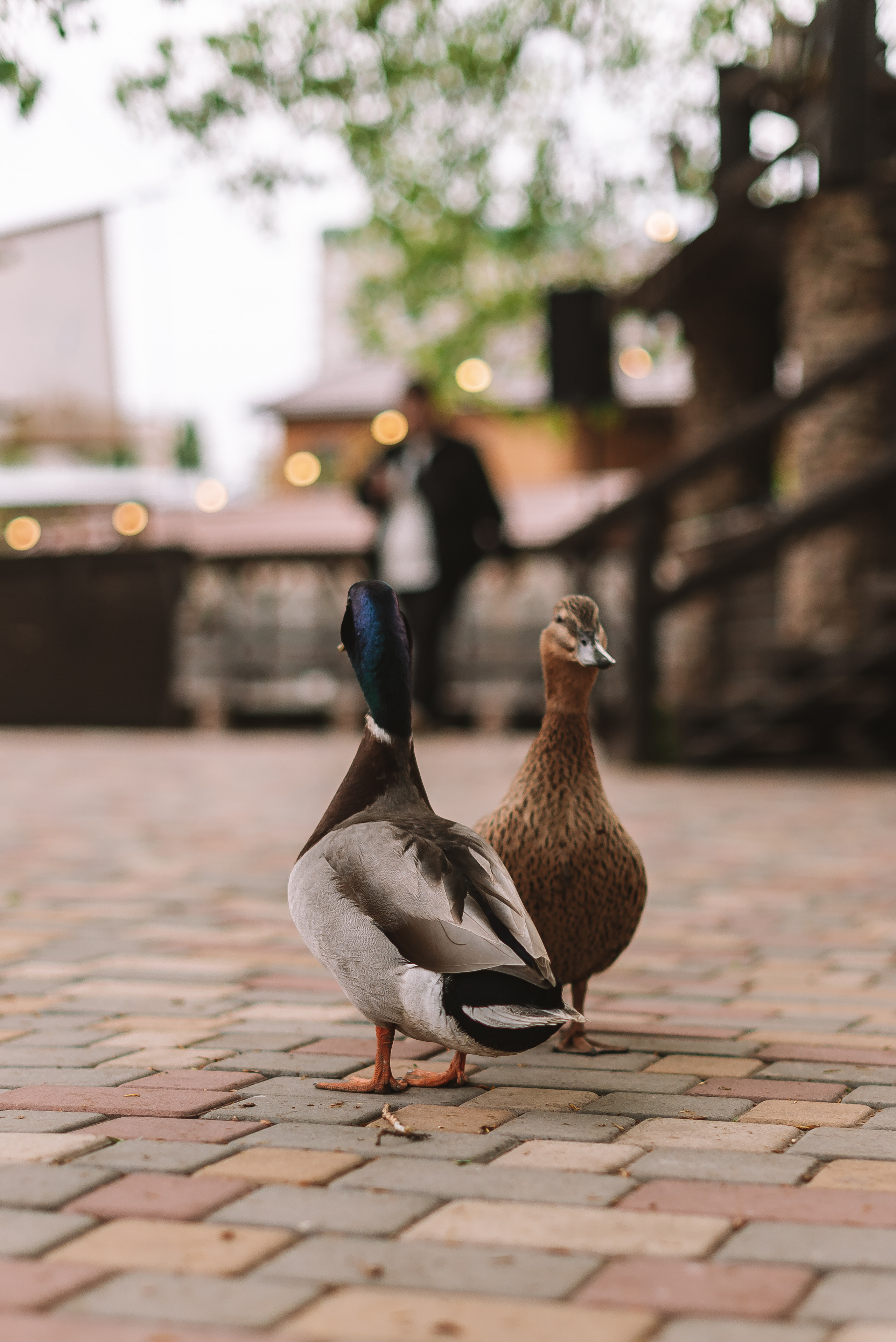 Кристина + Алексей. Свадебный и семейный фотограф в Волгограде Олеся Лисицкая