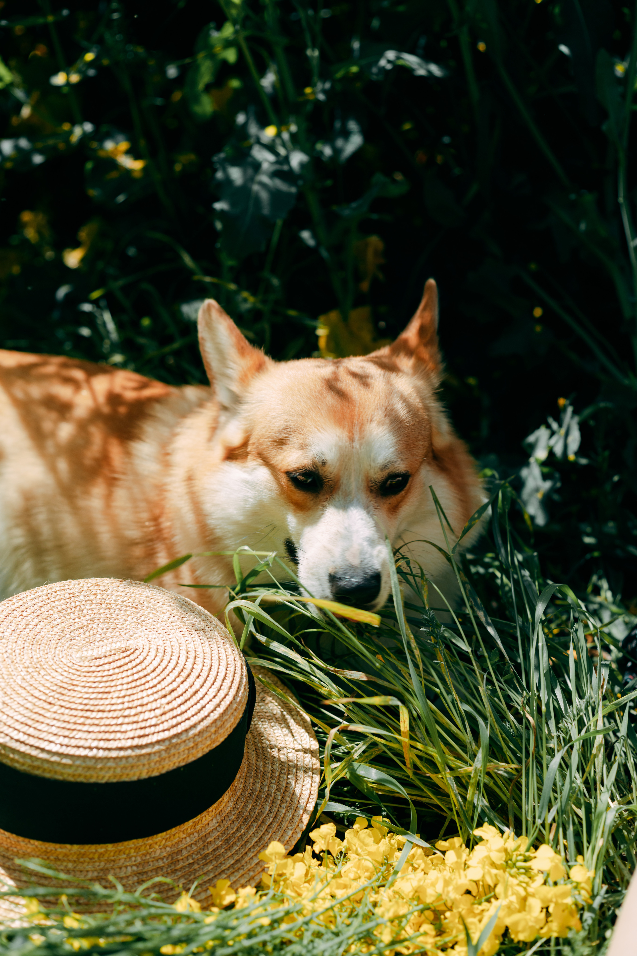 Фотосессия в рапсовом поле. Свадебный и семейный фотограф в Краснодарском крае Мария Данилкина