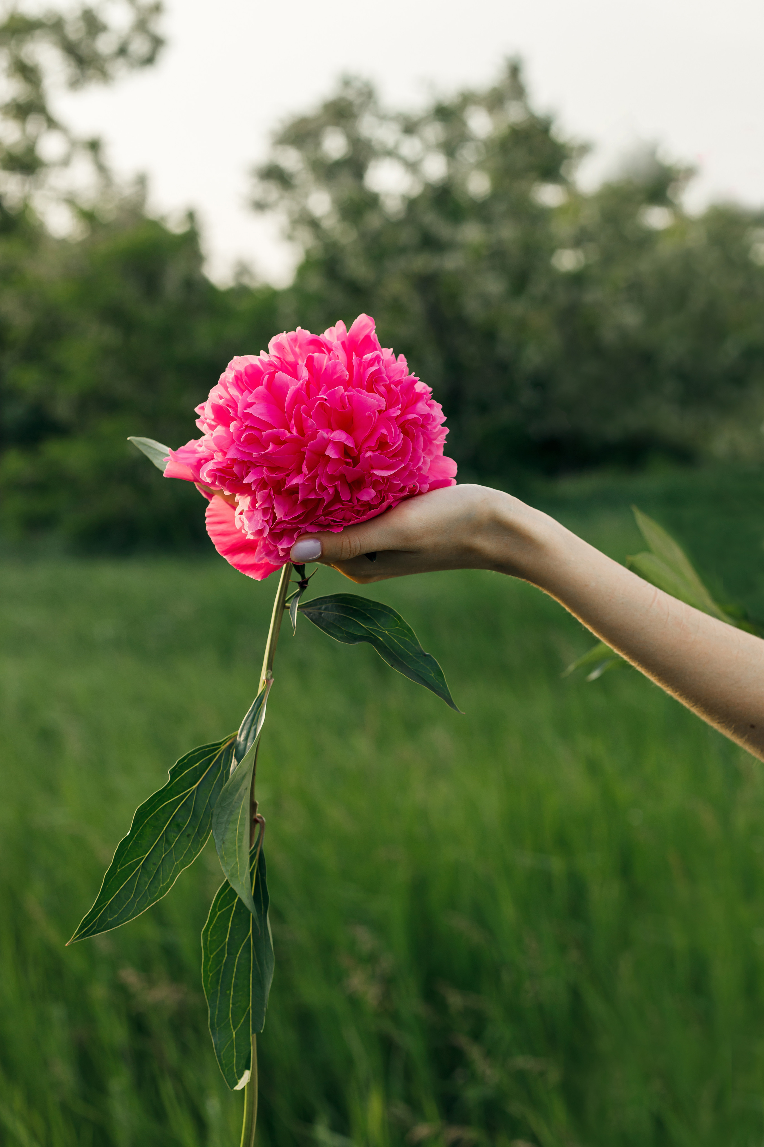 Фотосессия с пионами на природе. Свадебный и семейный фотограф в Краснодарском крае Мария Данилкина