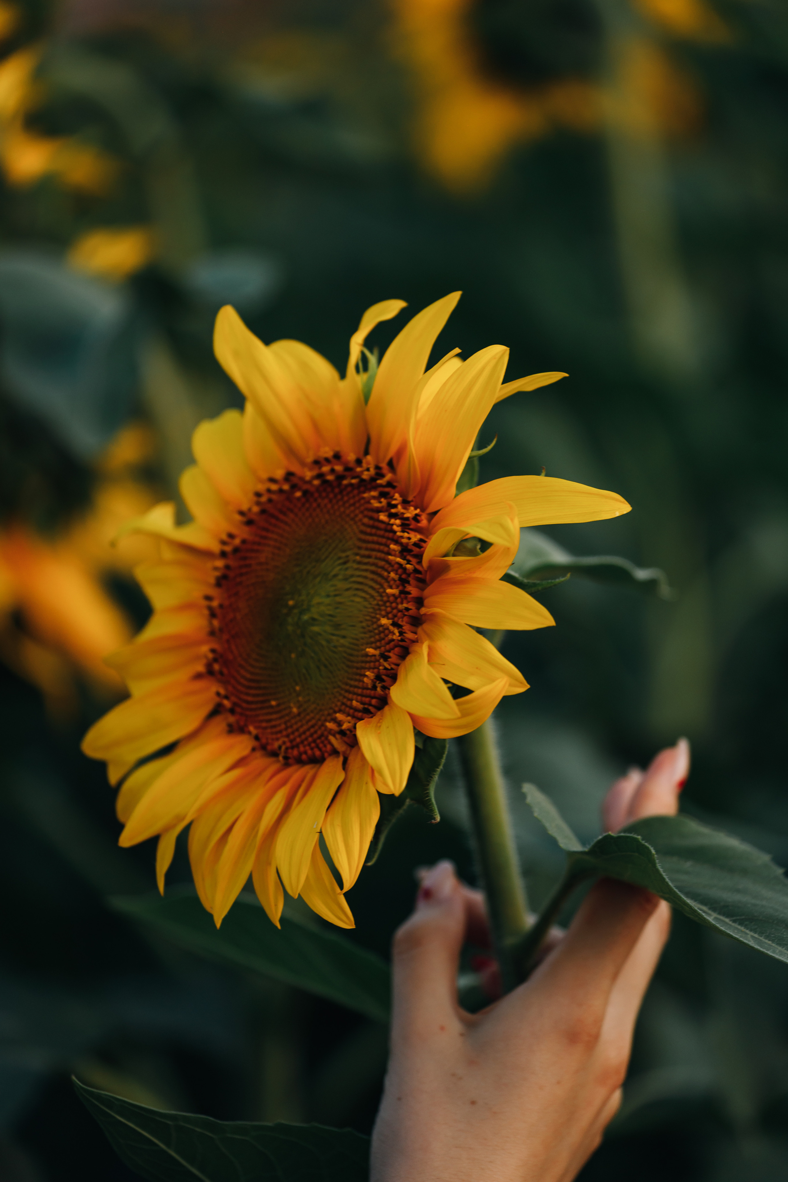 Love story фотосессия в Тихорецке. Свадебный и семейный фотограф в Краснодарском крае Мария Данилкина