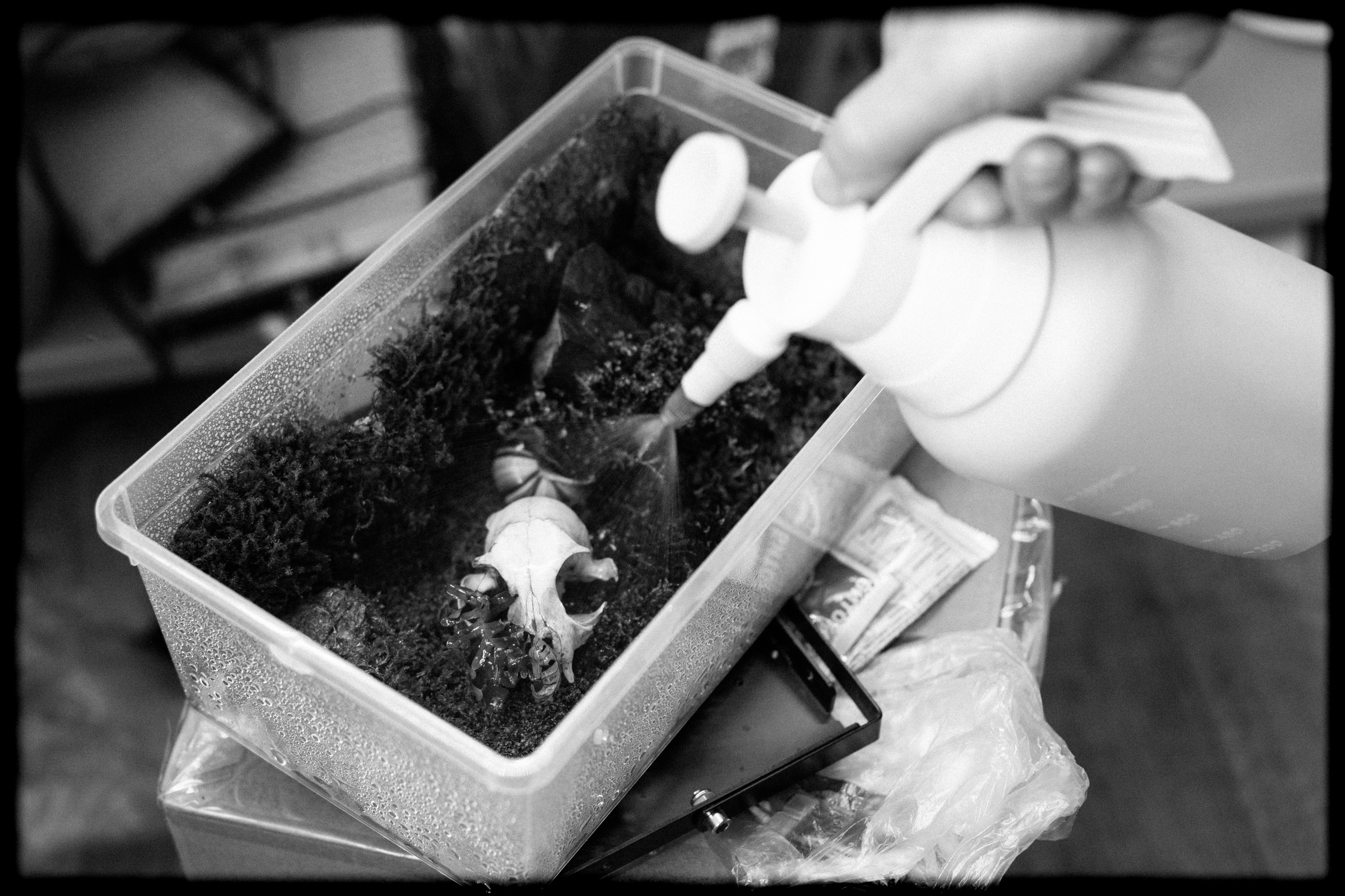 (YarOman) Жизнь в лесу. Фотография, как она есть