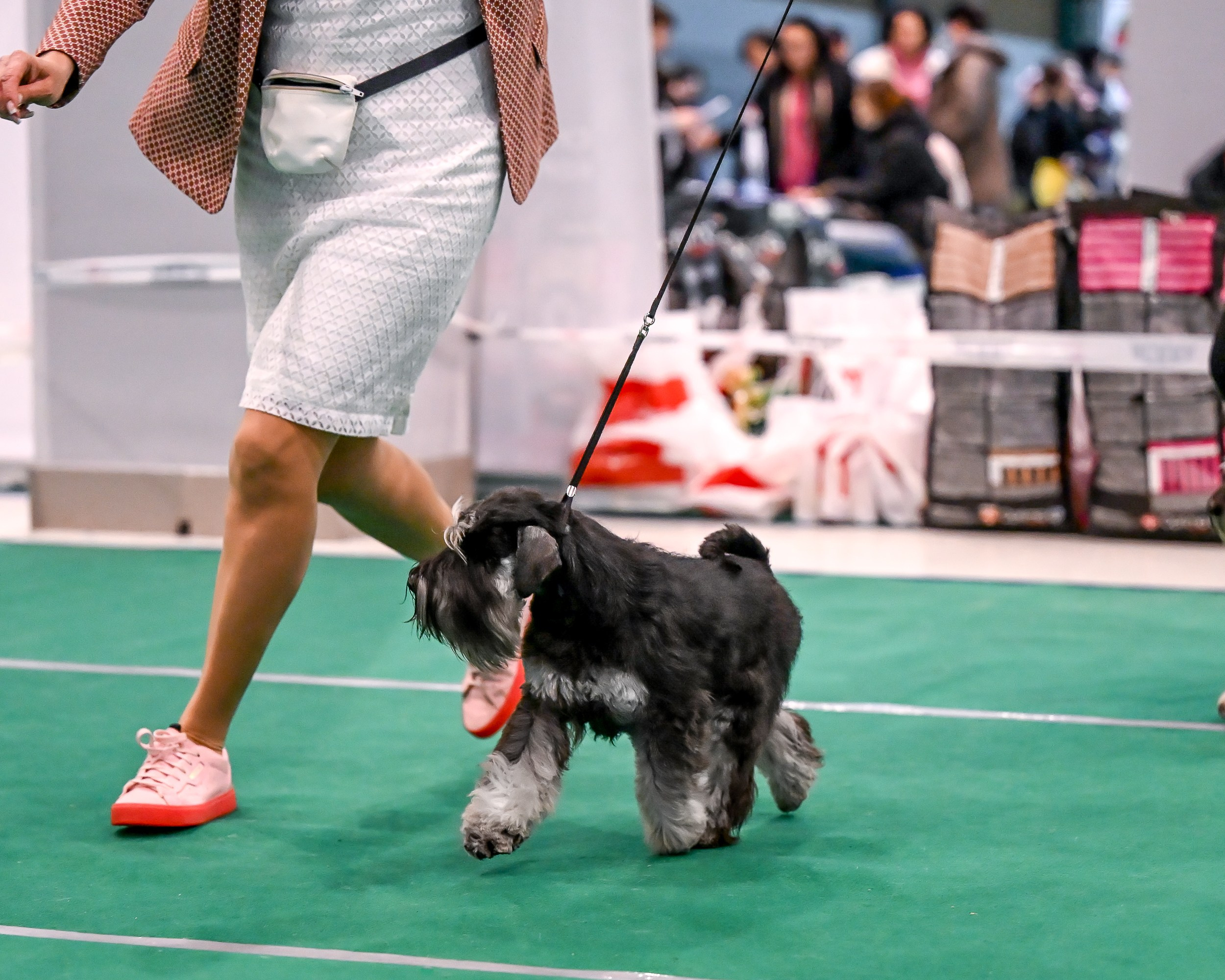 Delinso Balance Chivas Regal (Li Mu Zi Chinese Dragon x Delinso Balance Onyrico Tahoe)