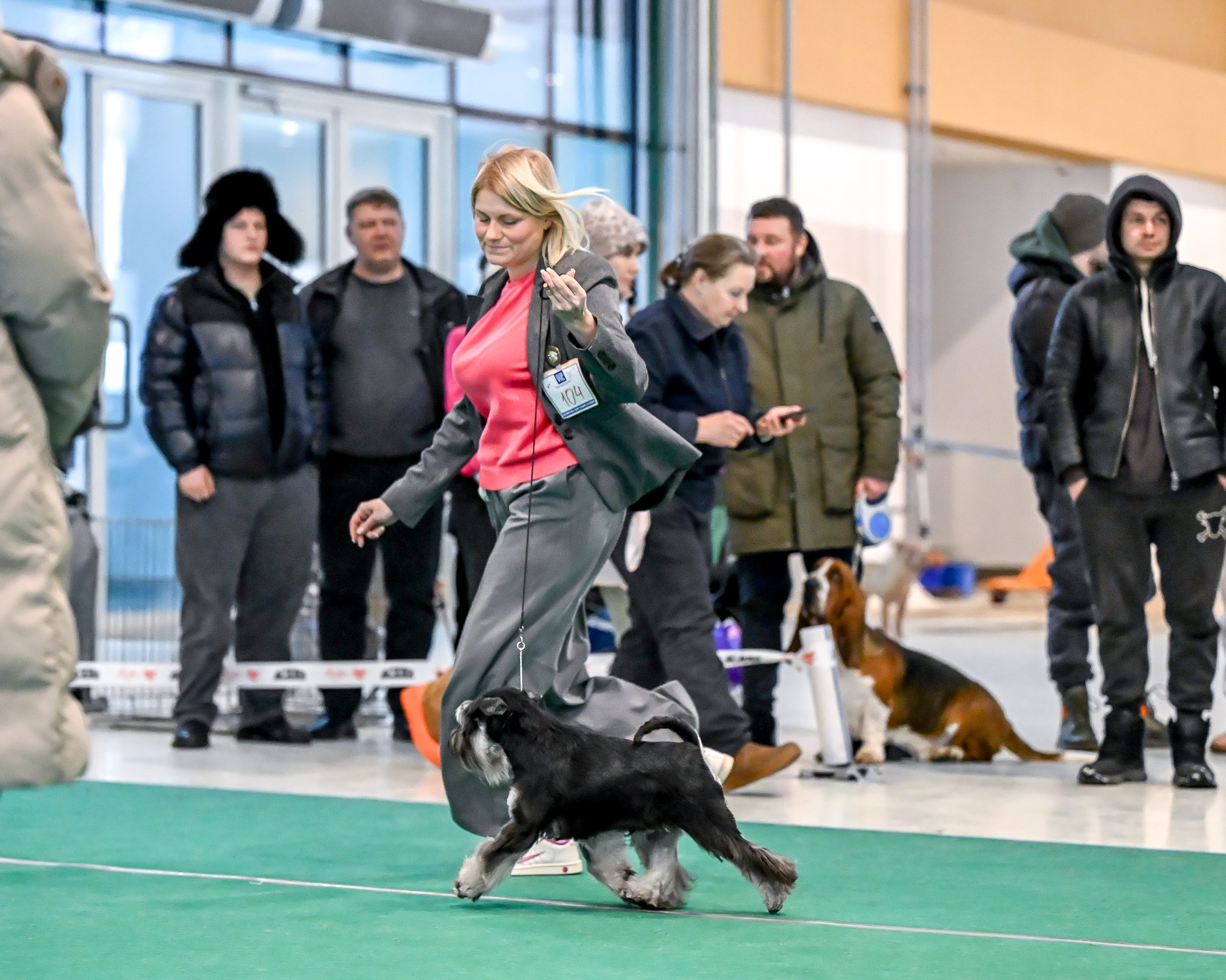 Бъянка/ Delinso Balance Cinzano Bianco. Питомник цвергшнауцеров в Беларуси «Делинсо Бэлэнс»