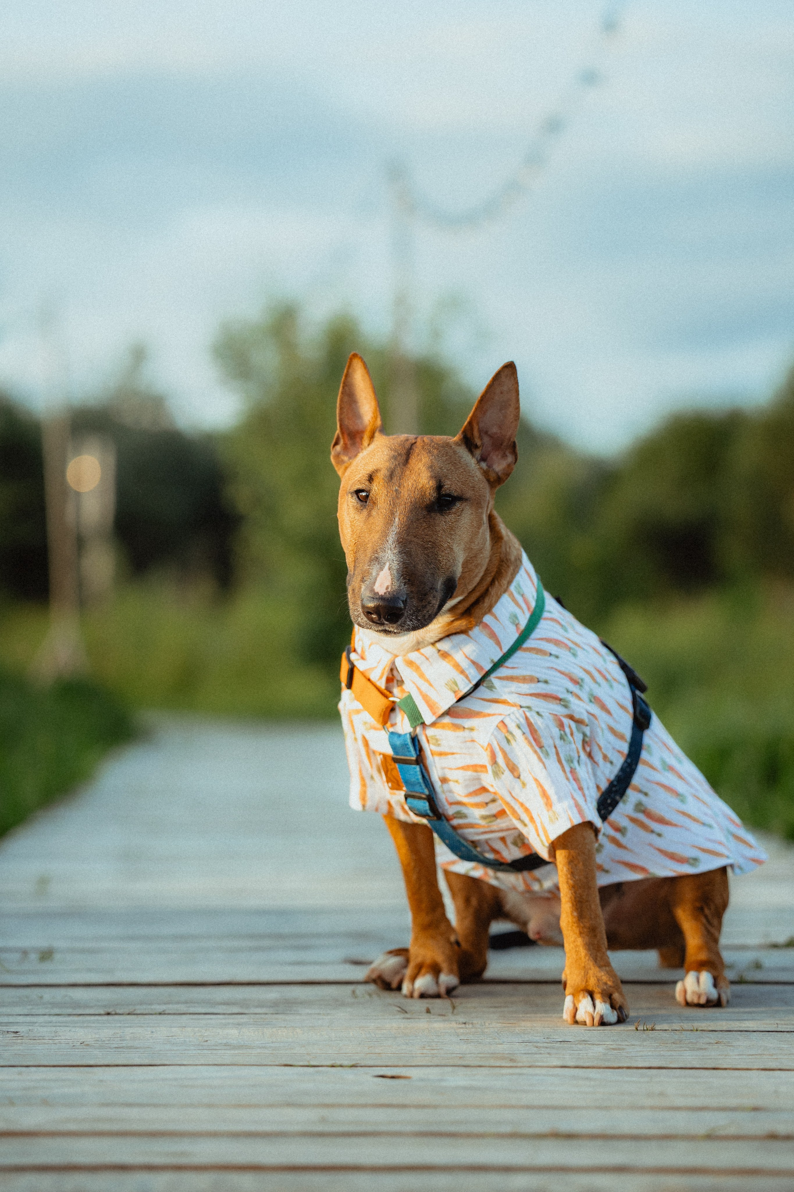 Выездной дог-тренинг от школы «Шерсть имею»
