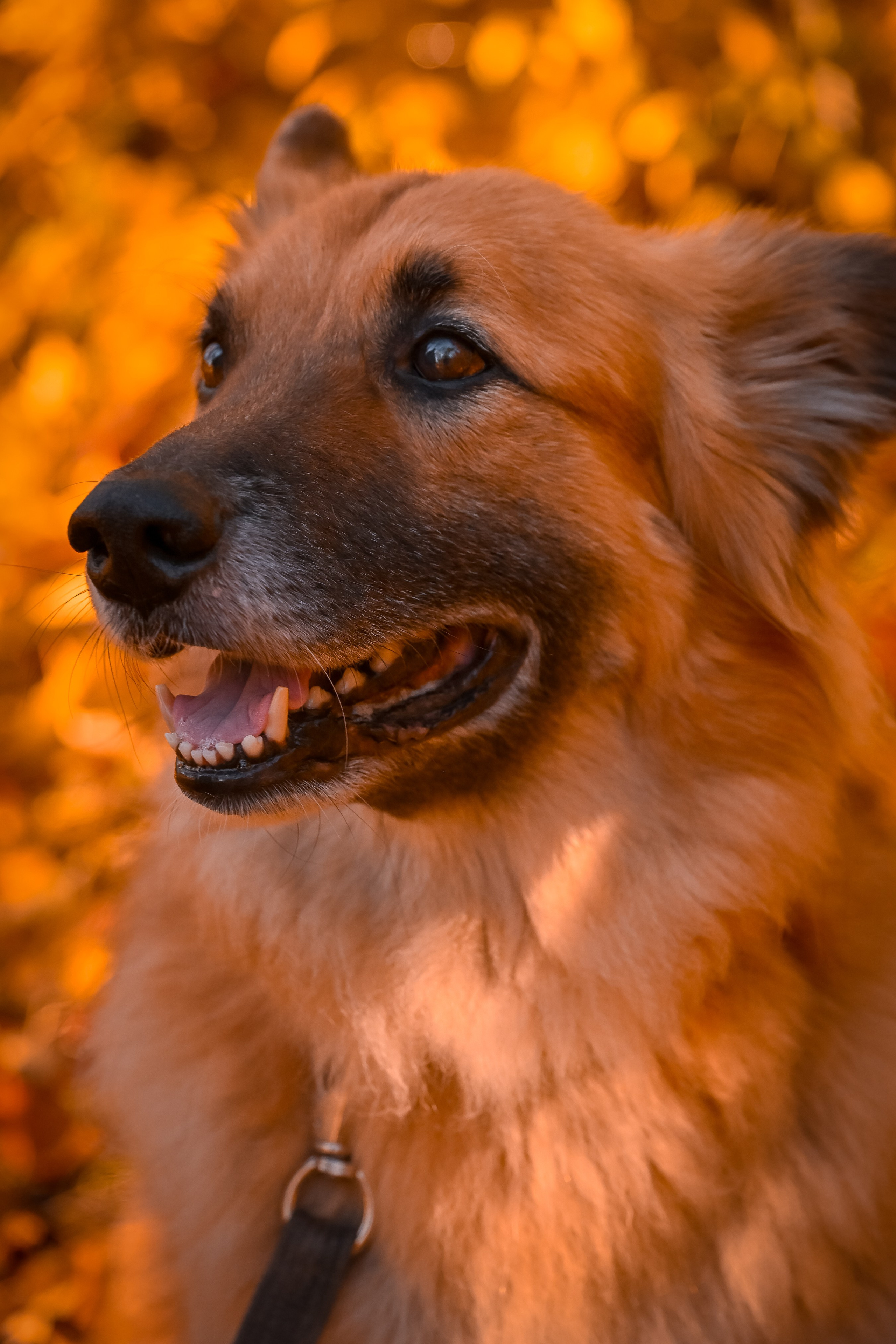 Собаки. Фотограф-анималист в Санкт-Петербурге Анастасия Иванова