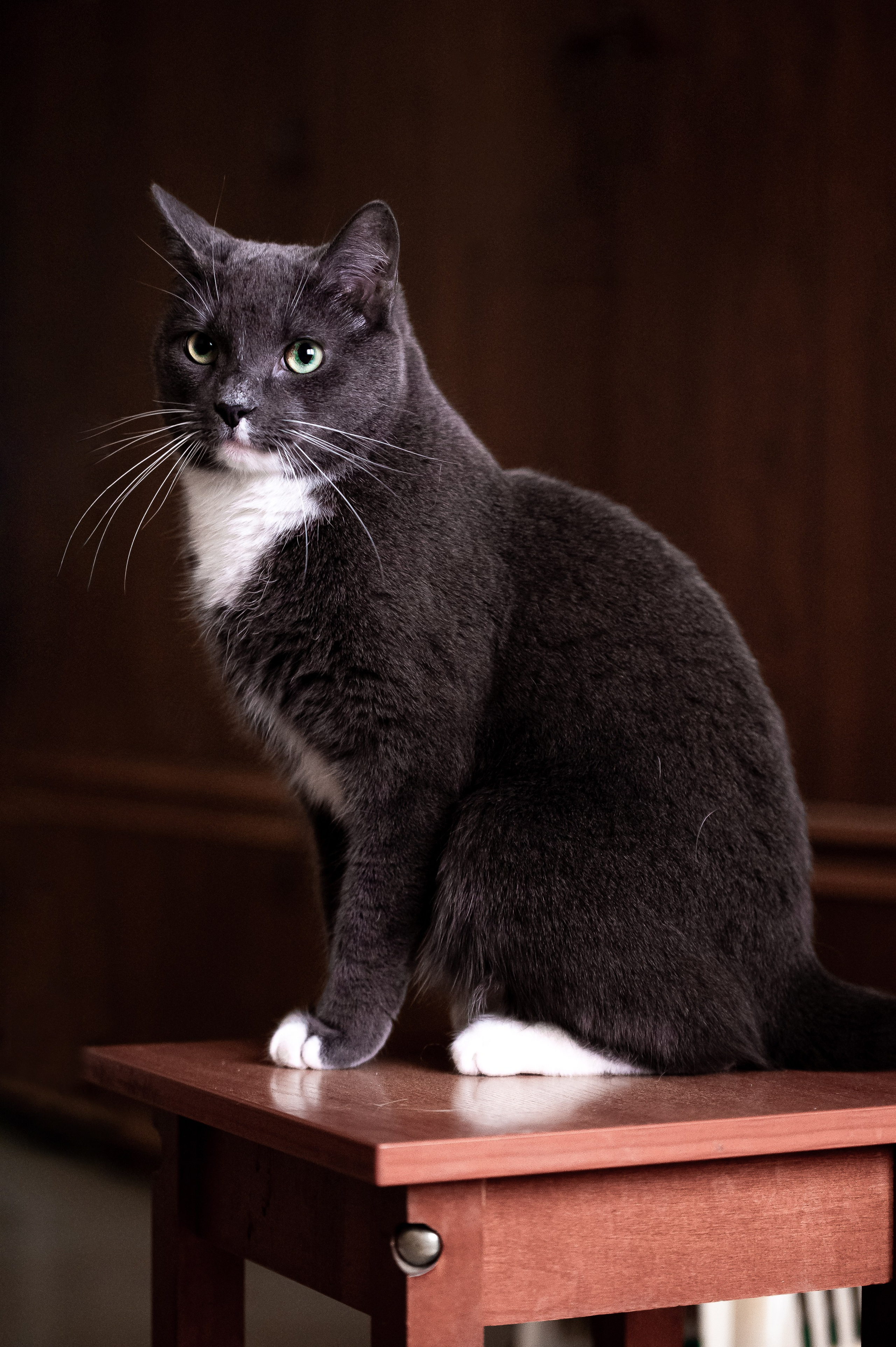 Кошки. Фотограф-анималист в Санкт-Петербурге Анастасия Иванова