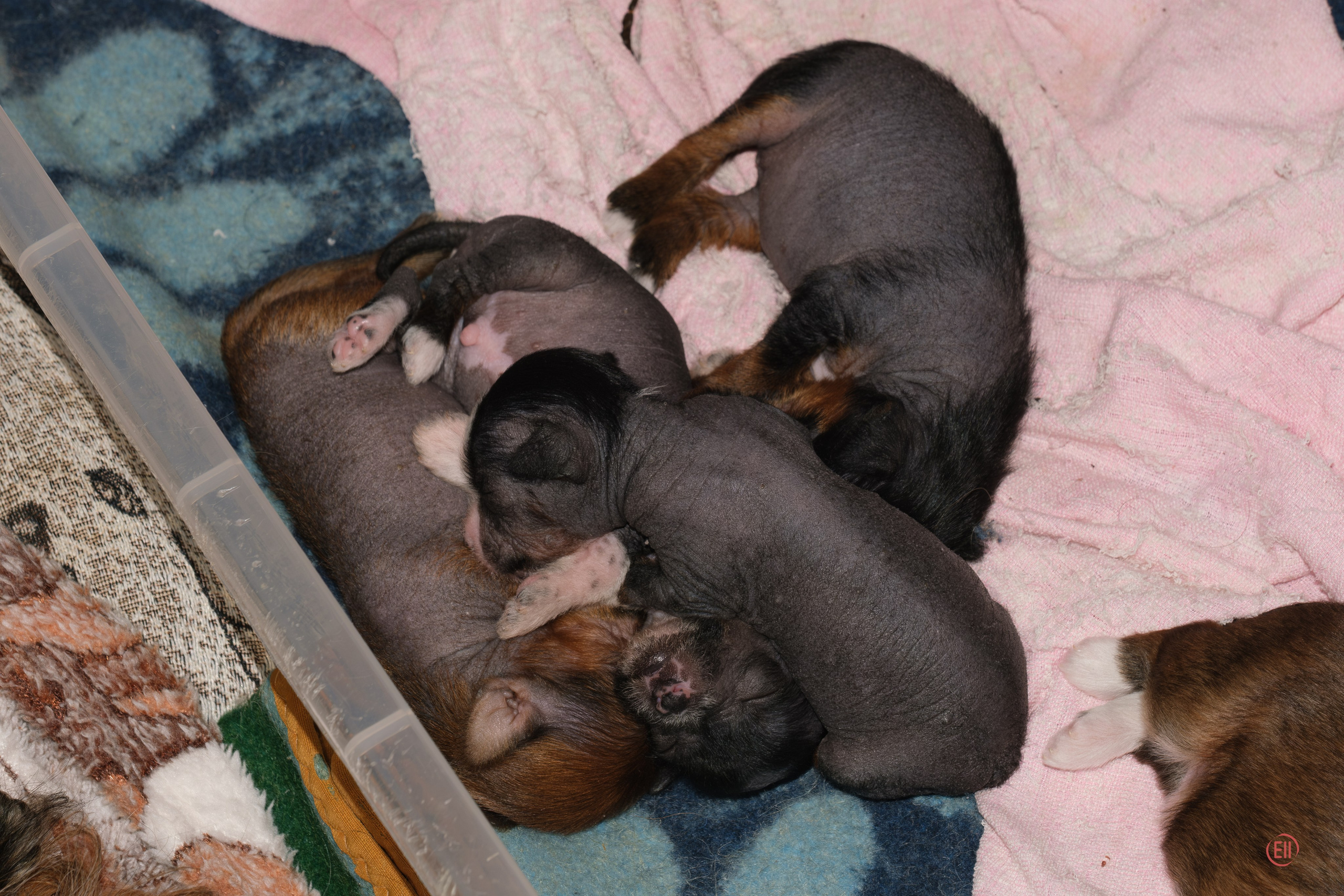 Litter V. Poale Ell Chinese Crested Dog Kennel: Buy a puppy from the kennel