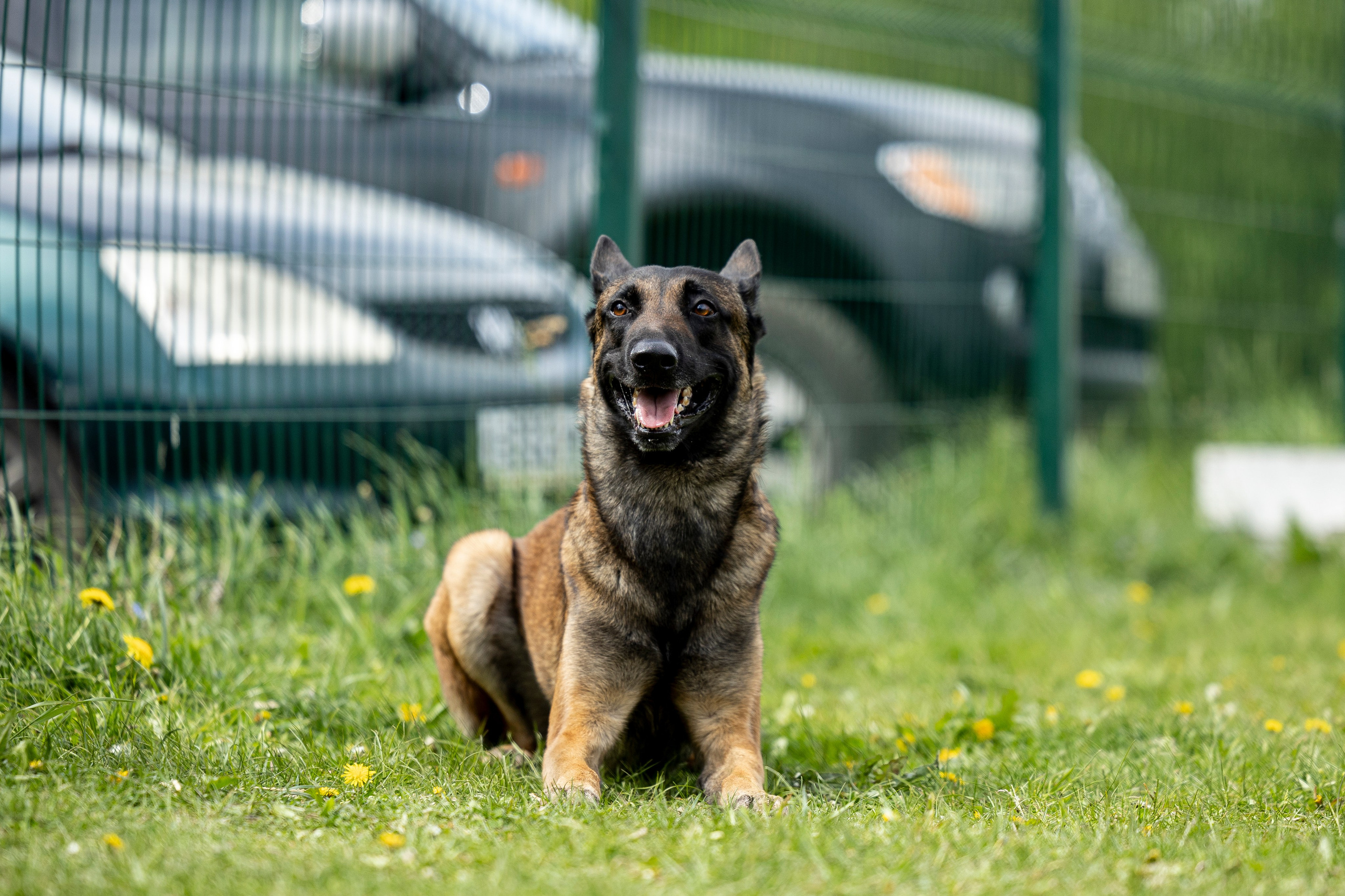 Испытания по мондьорингу в Нижнем Новгороде. Фотограф-анималист Анна Маринич