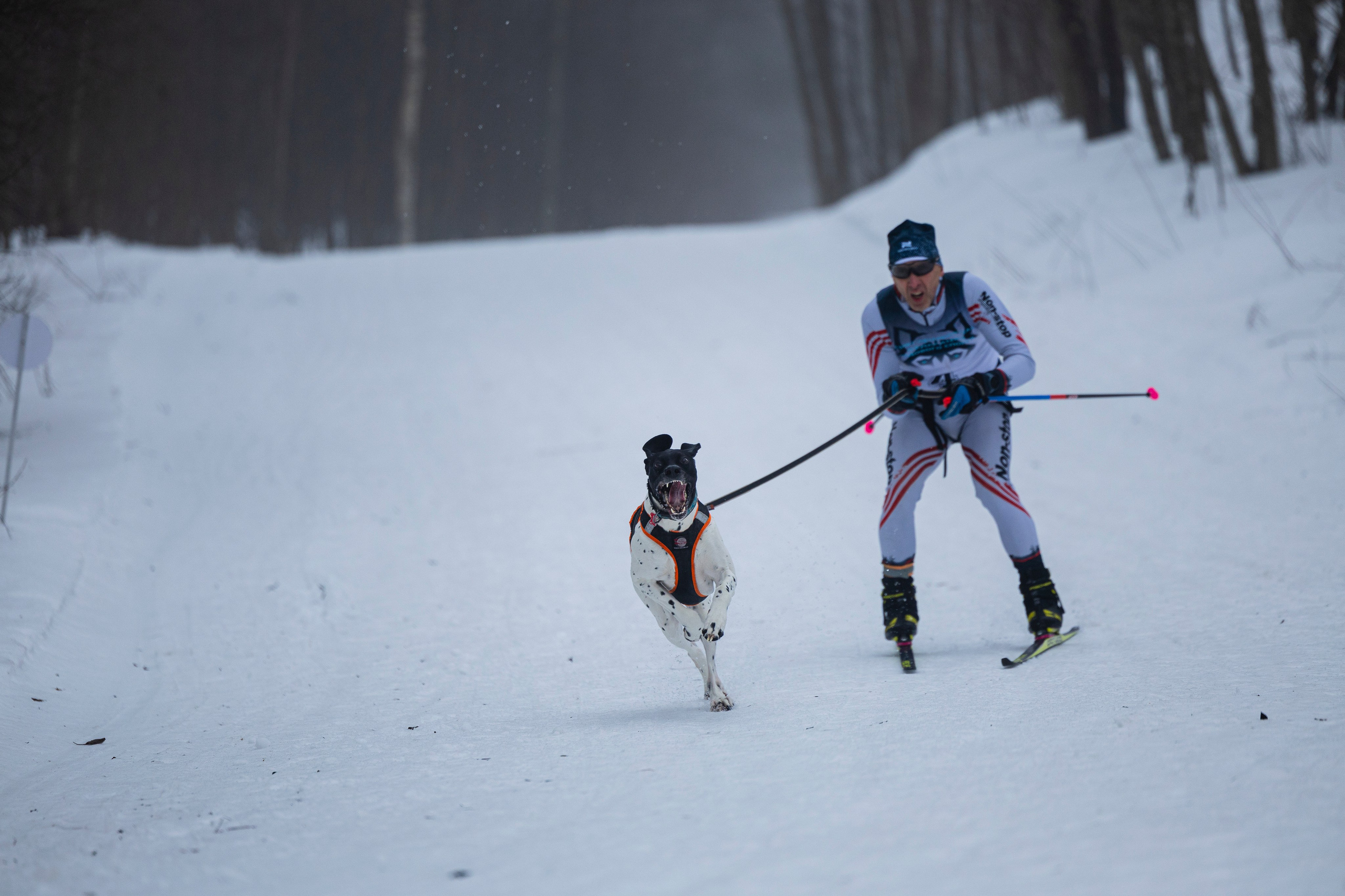 Зимний Чемпионат Санкт-Петербурга по ездовому спорту. Фотограф-анималист Анна Маринич