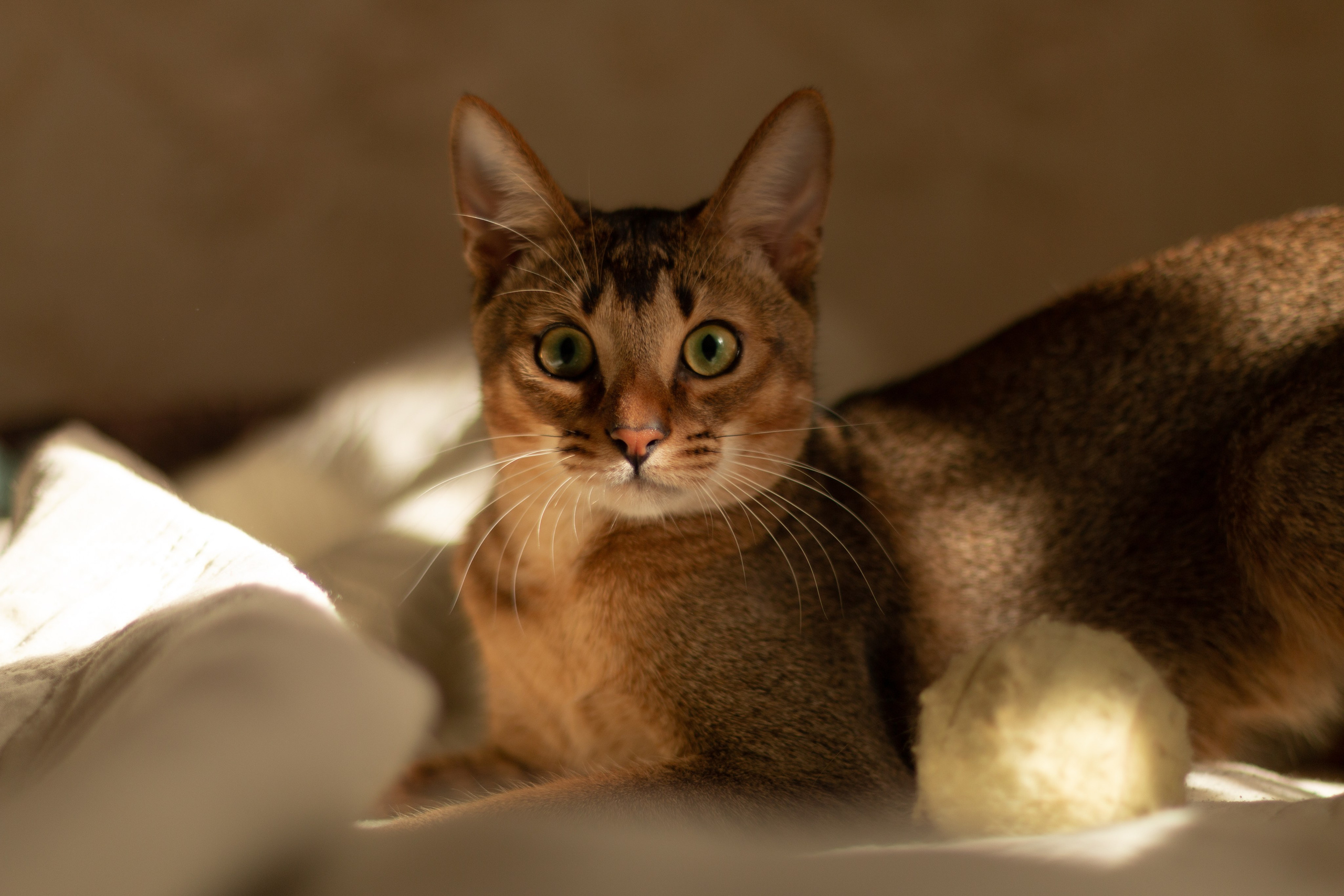 Мой котик. Фотограф в Сочи